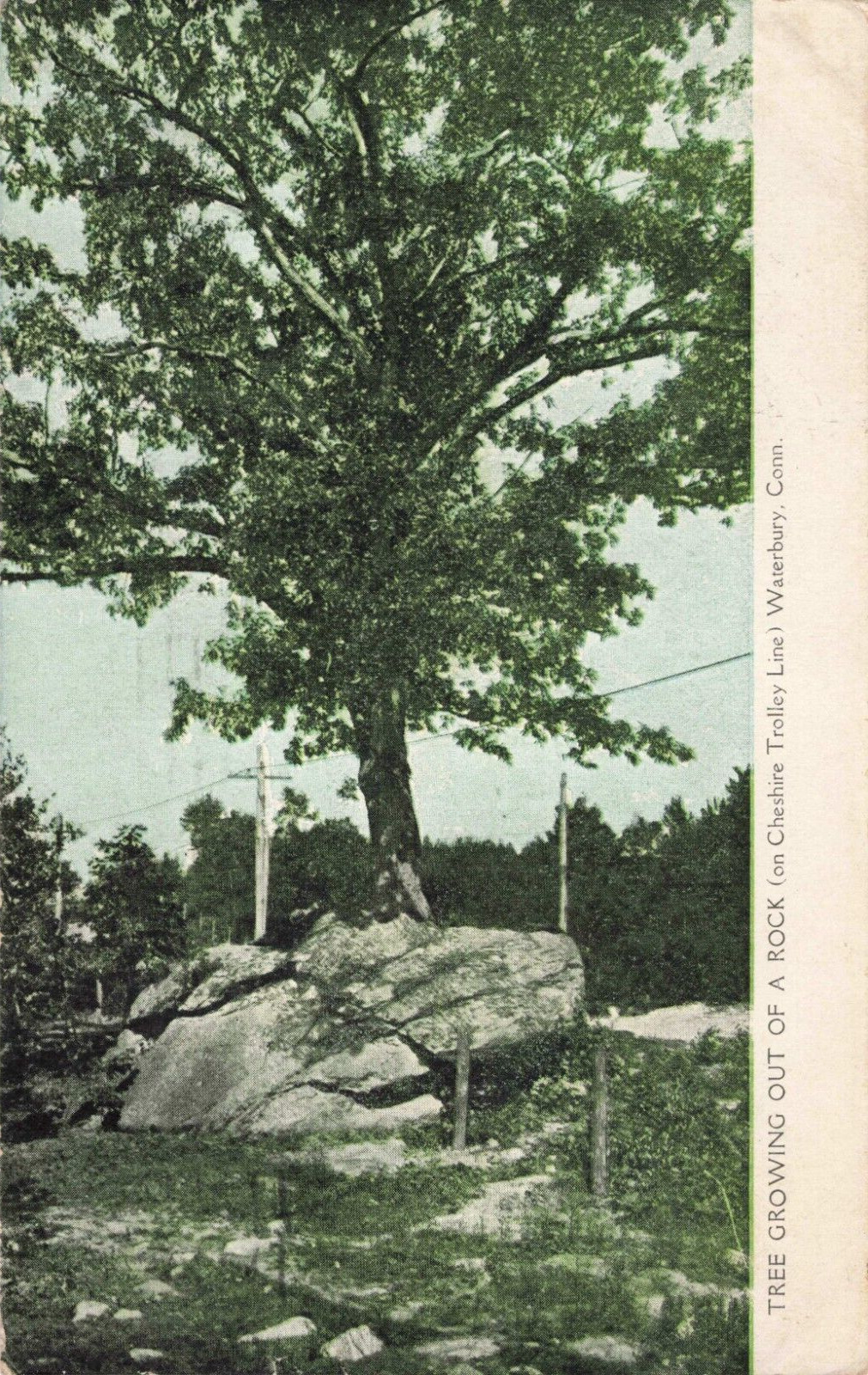 Waterbury CT Connecticut, Tree Growing out of a Rock, Vintage Postcard