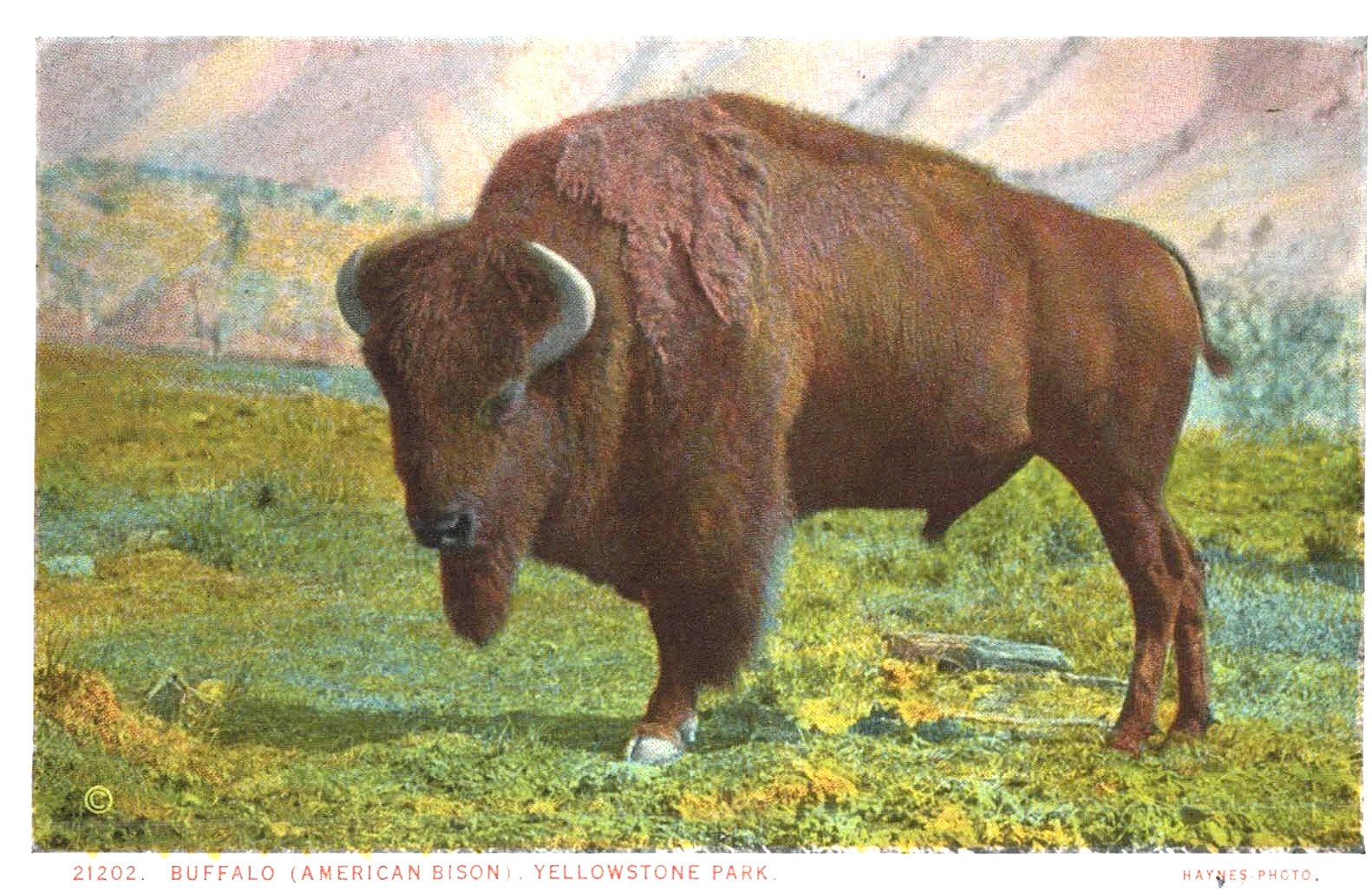 VIntage Postcard-21202, Buffalo (American Bison), Yellowstone Park