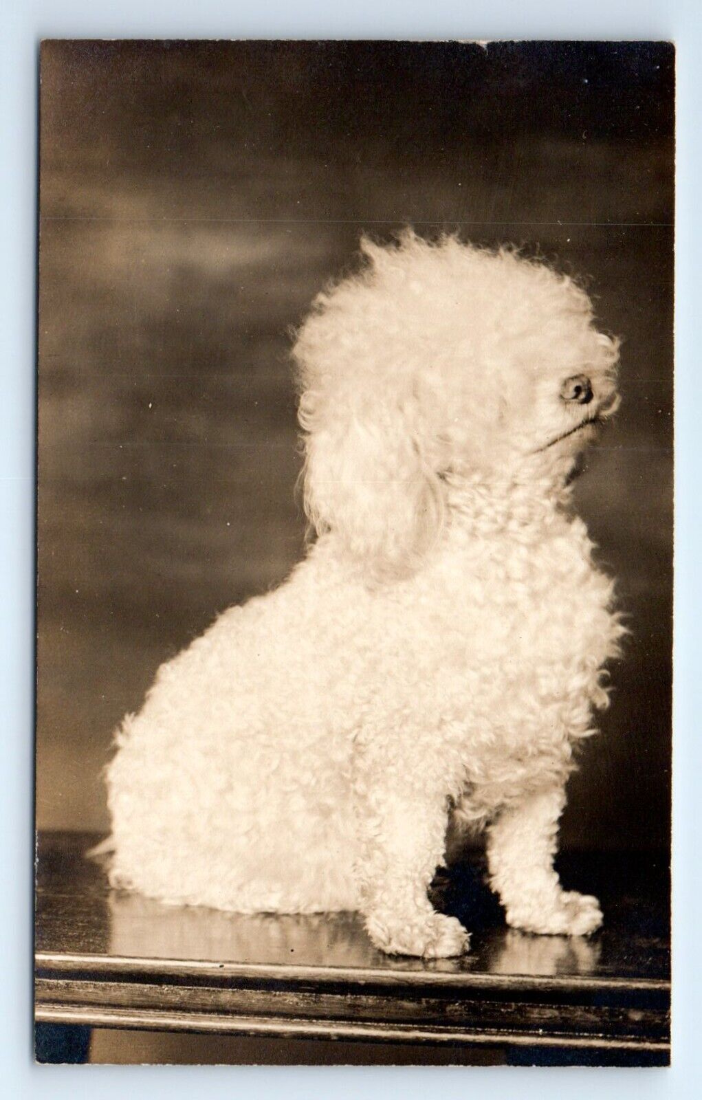 Poodle Puppy Bichon Frisé Puppy Dog White Unposted RPPC Postcard c. 1910