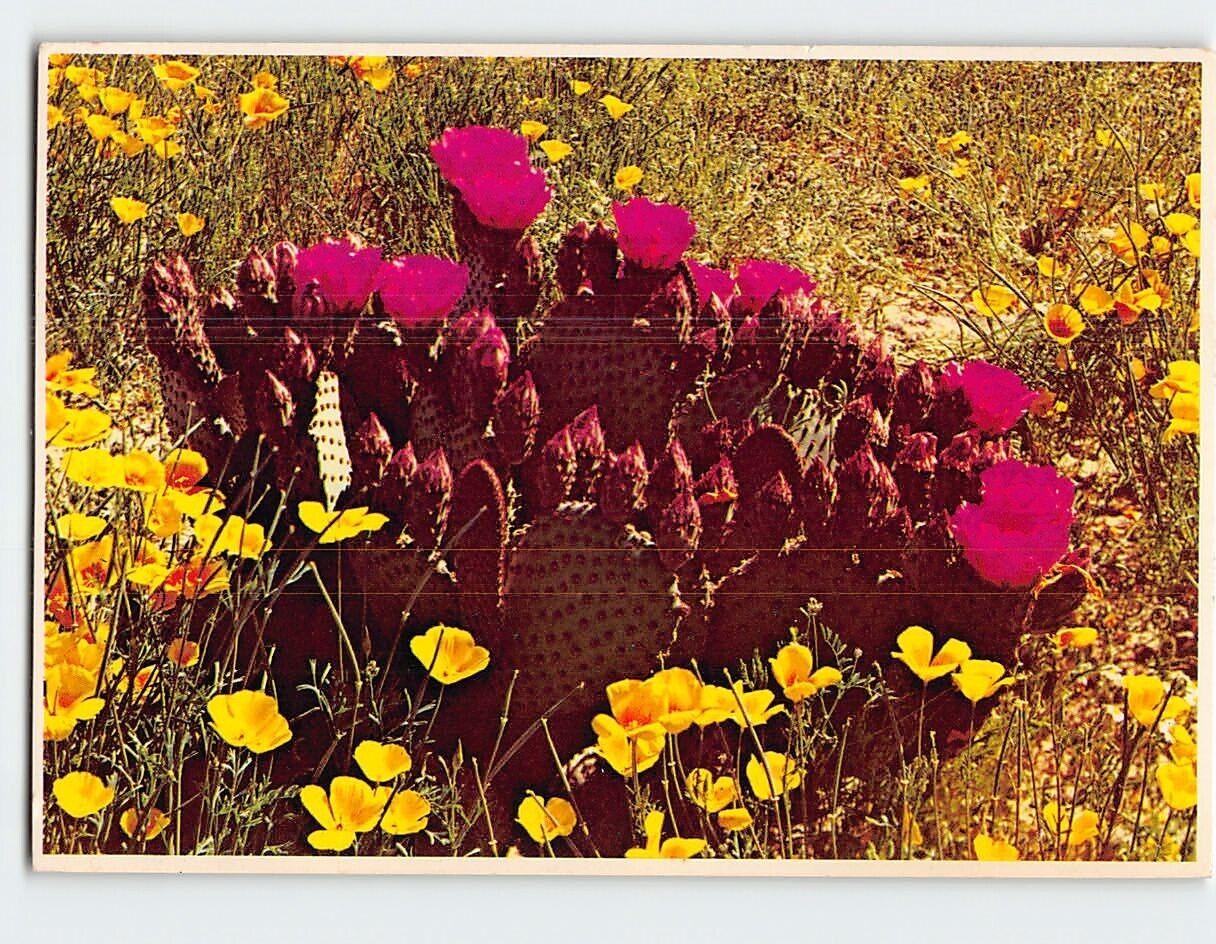 Postcard Springtime In The Desert