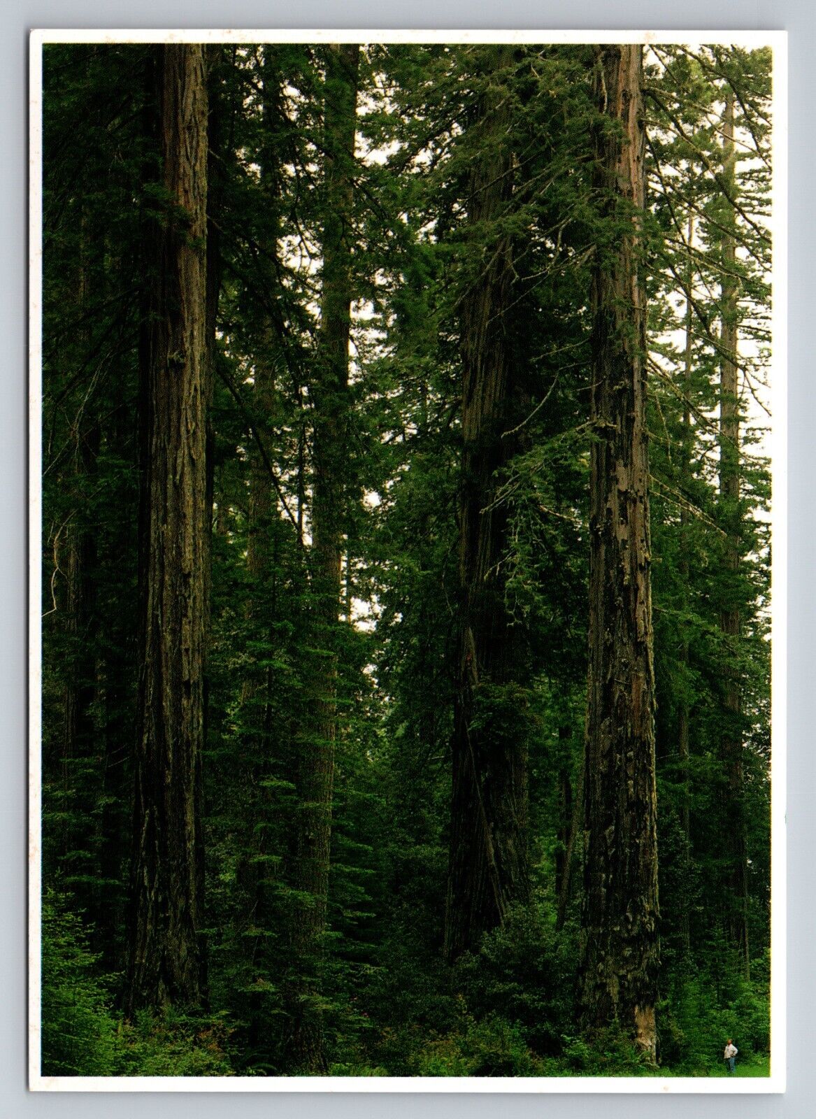 Redwood National Park California Vintage Unposted Postcard