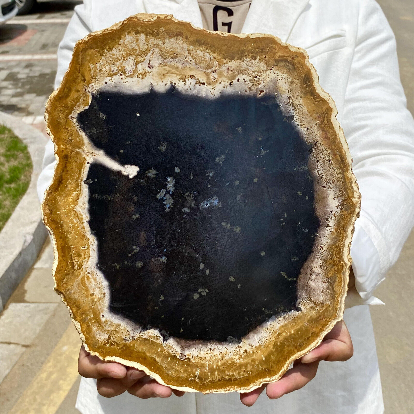 5.1LB Large Natural Petrified Wood Crystal Fossil Slice Shape Specimen Healing