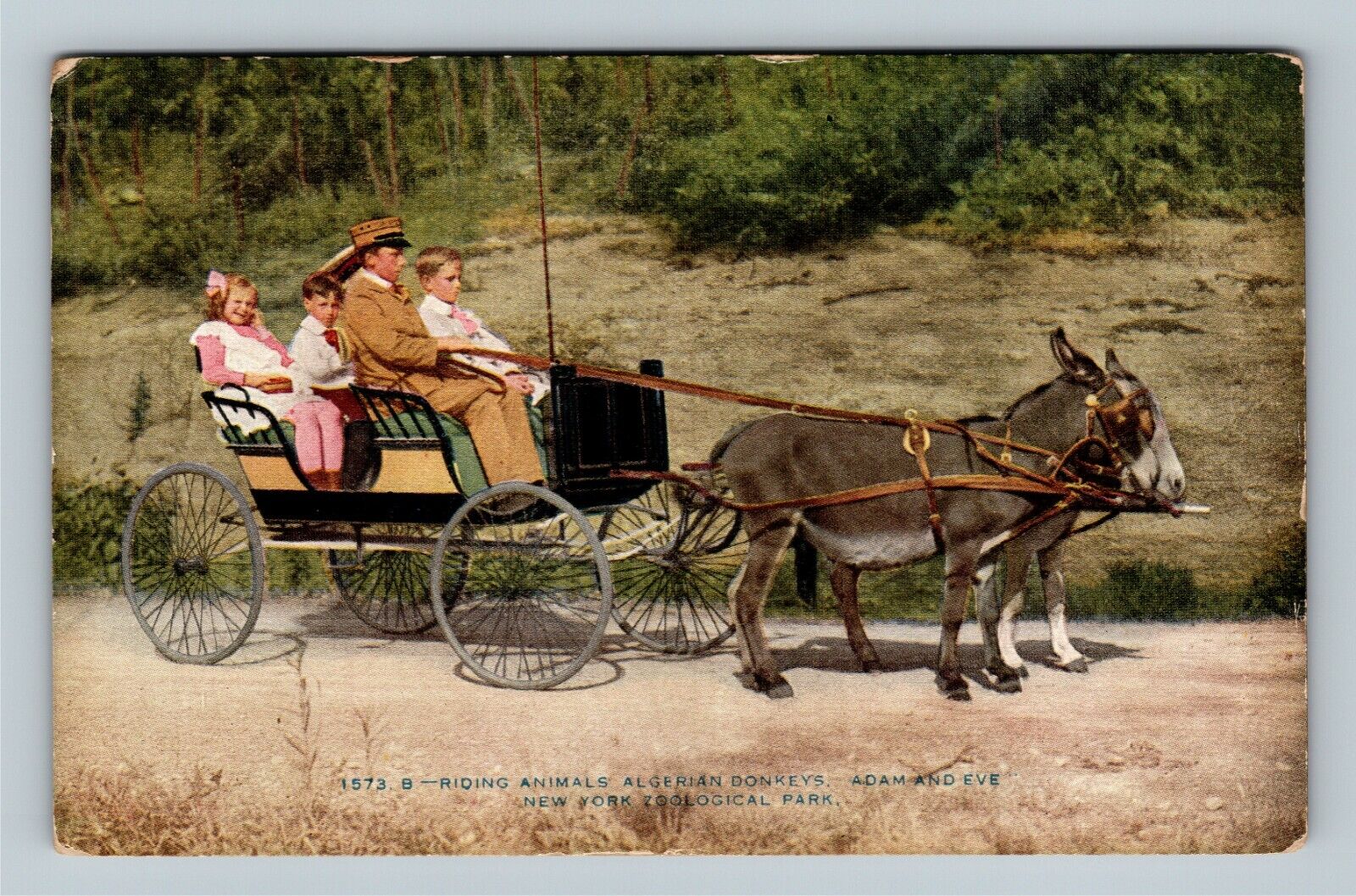 New York City NY, Algerian Donkeys NY, Zoological Park New York Vintage Postcard