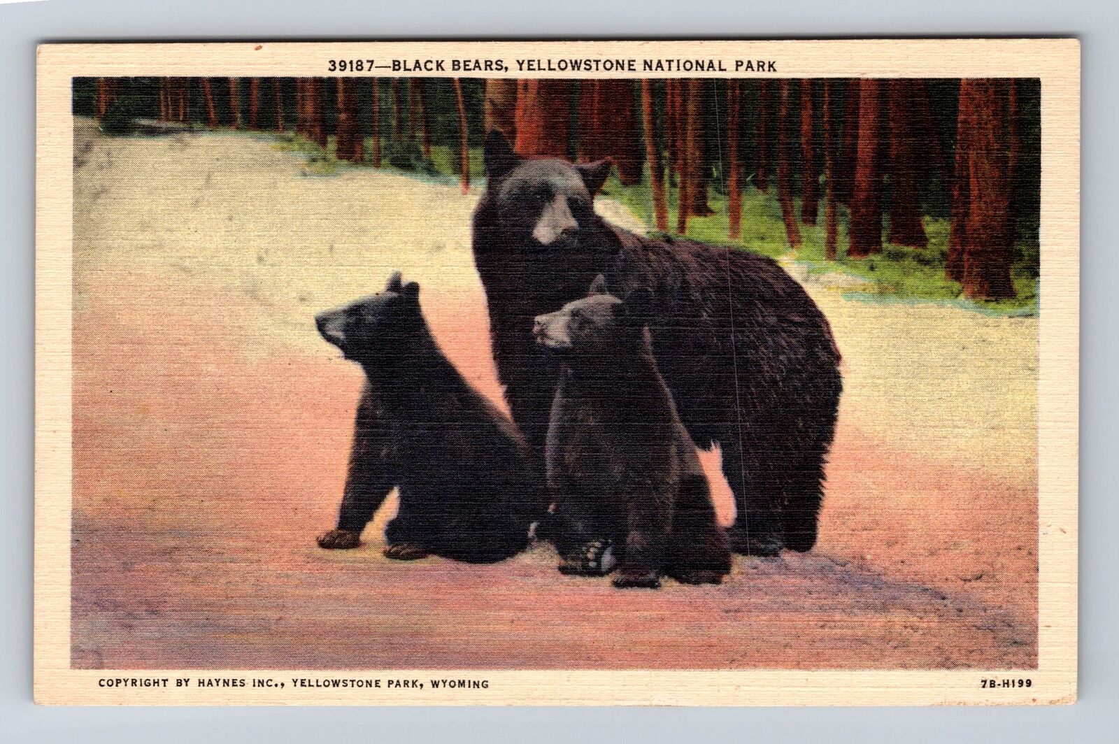 Yellowstone National Park, Black Bears, Series #39187, Antique, Vintage Postcard