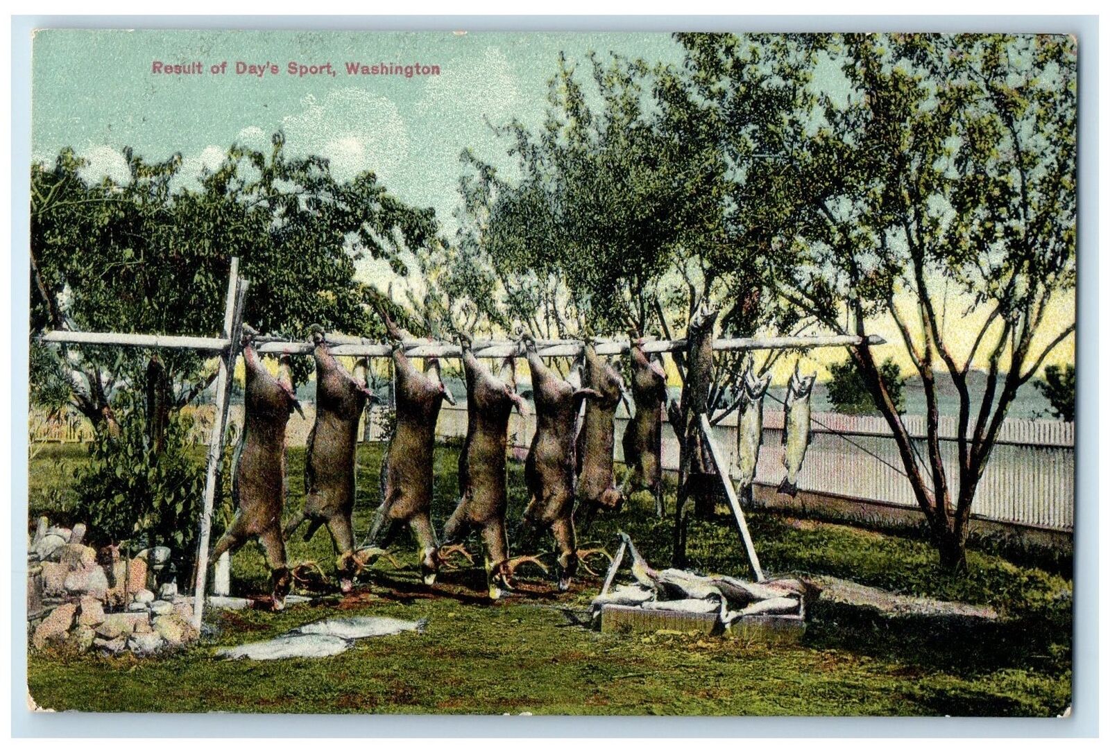 c1910s Result Of Day's Sport Deer Hunting Tacoma Washington WA Unposted Postcard