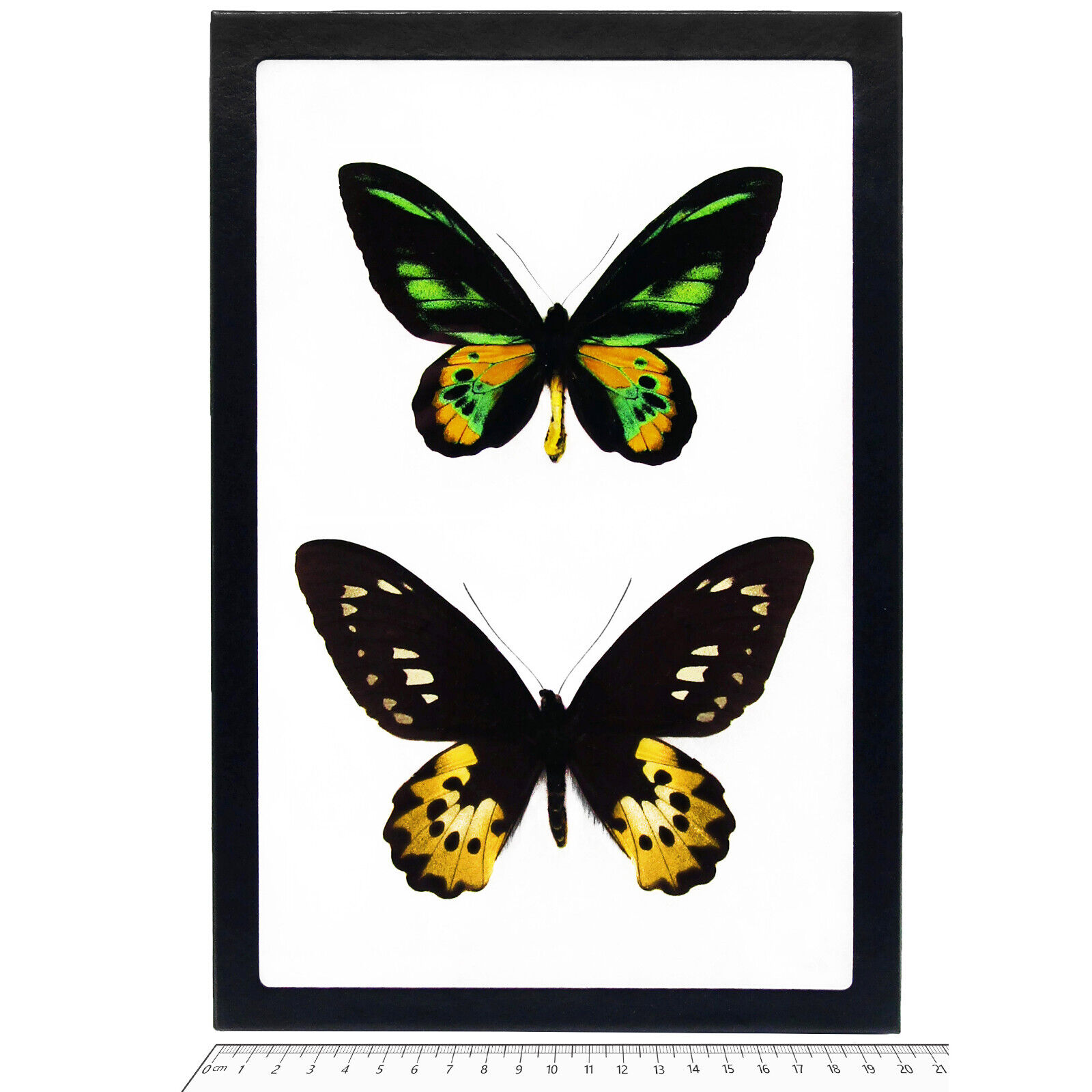 Ornithoptera rothschildi MALE + FEMALE PAIR green gold butterflies PNG
