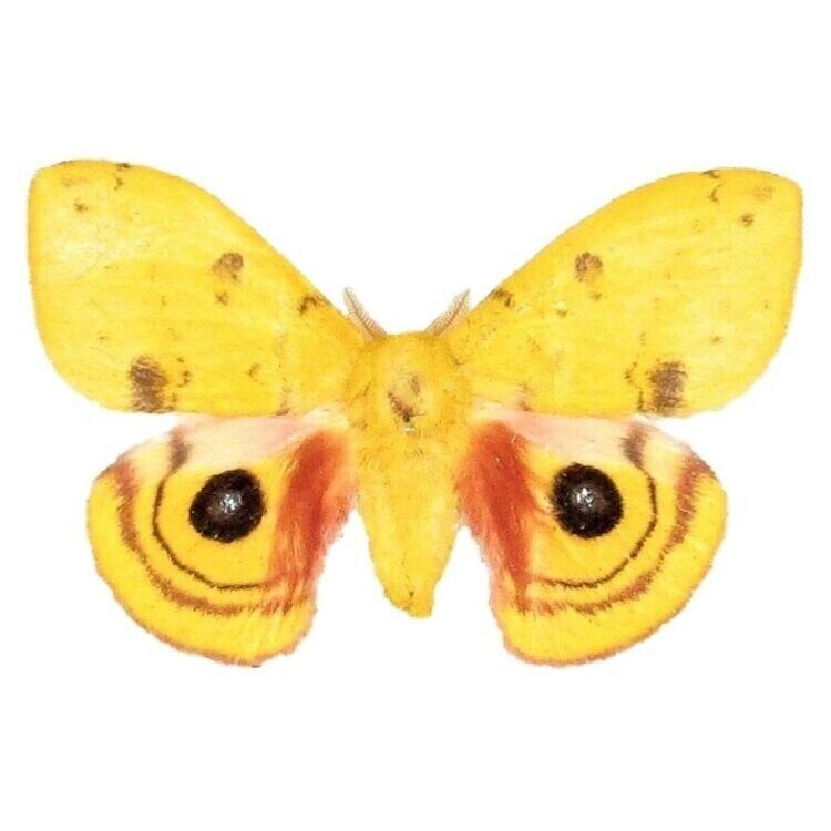 Automeris io yellow male saturn moth Indiana UNMOUNTED/WINGS CLOSED