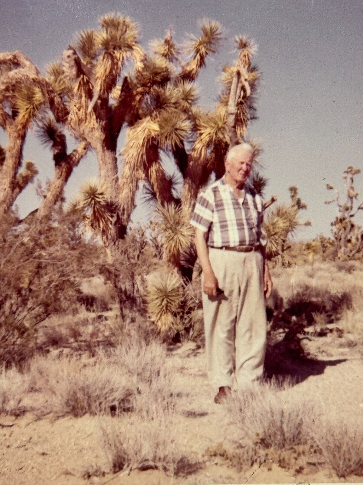 1V Photograph Old Elderly White Hair Man Posing With Joshua Tree Desert 1950-60s