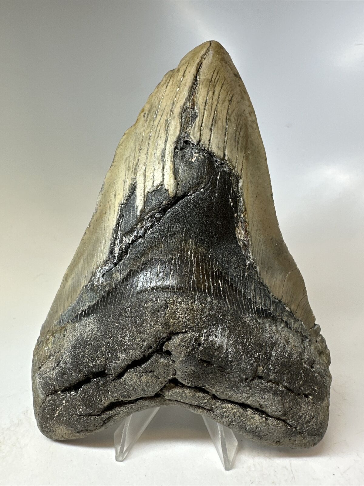 Megalodon Shark Tooth 5.88” Huge - Authentic Fossil - Natural 16120