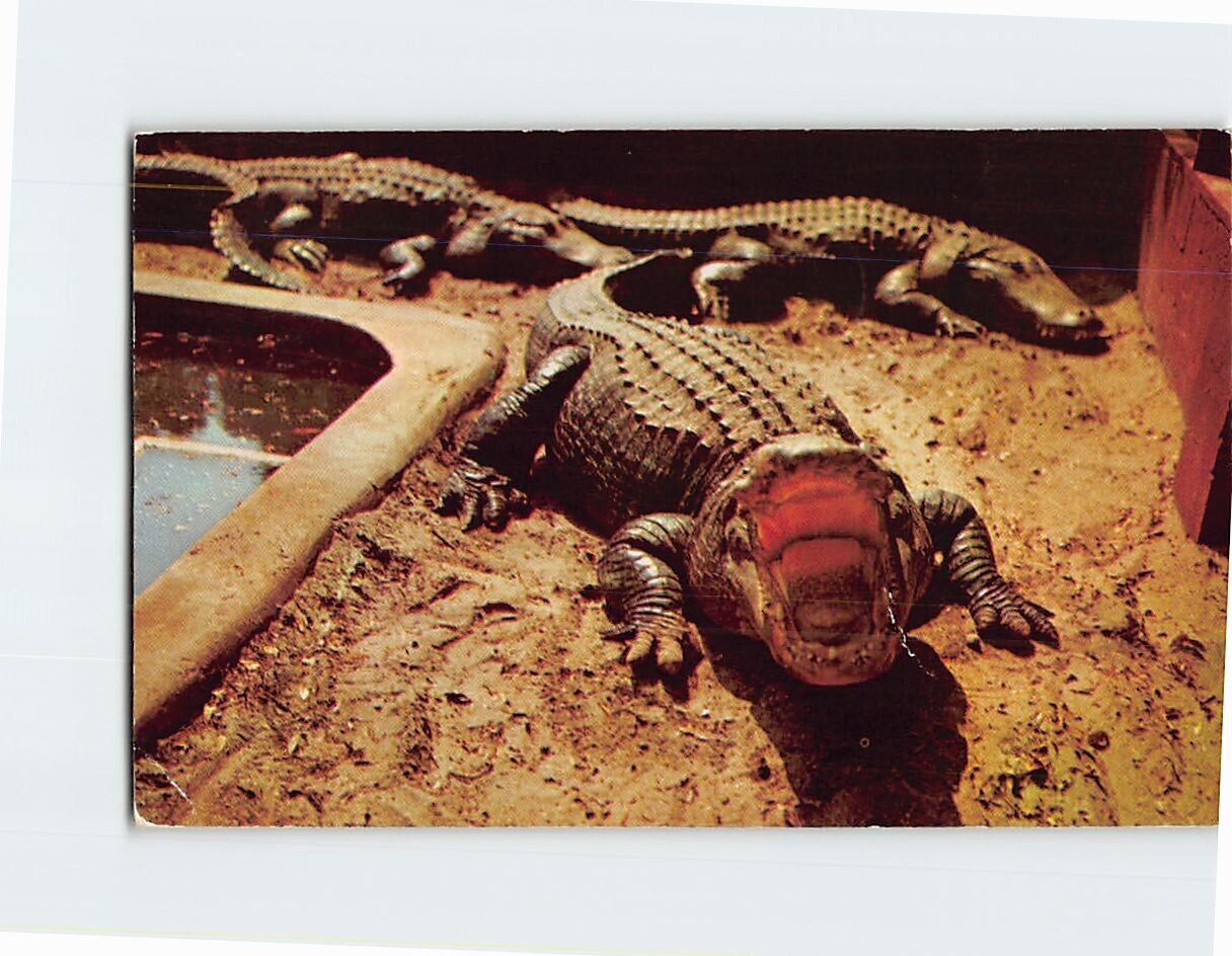 Postcard Alligator Salute Big Wide & Ready Florida USA