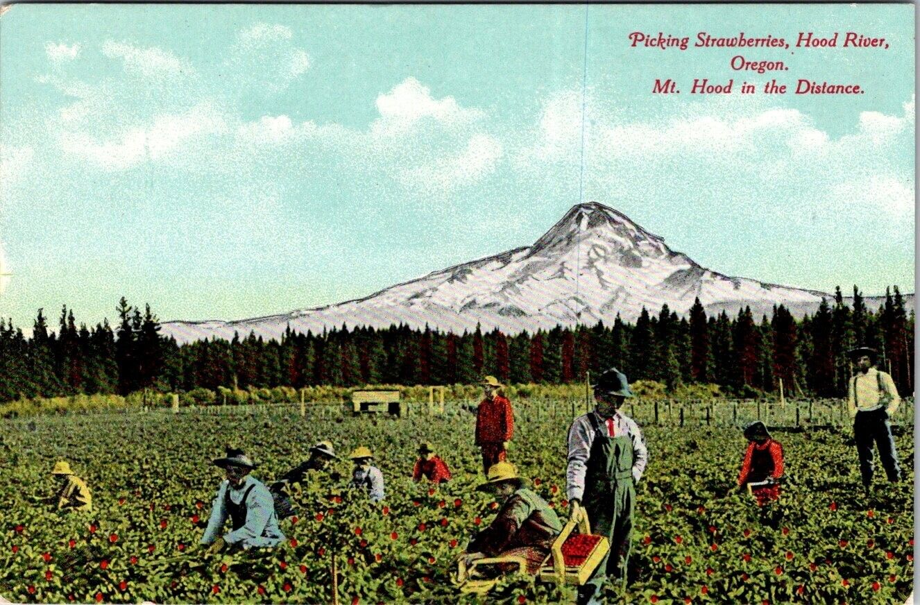 1960\'s Post Card Picking Strawberries Hood River Oregon Mt. Hood In Distance