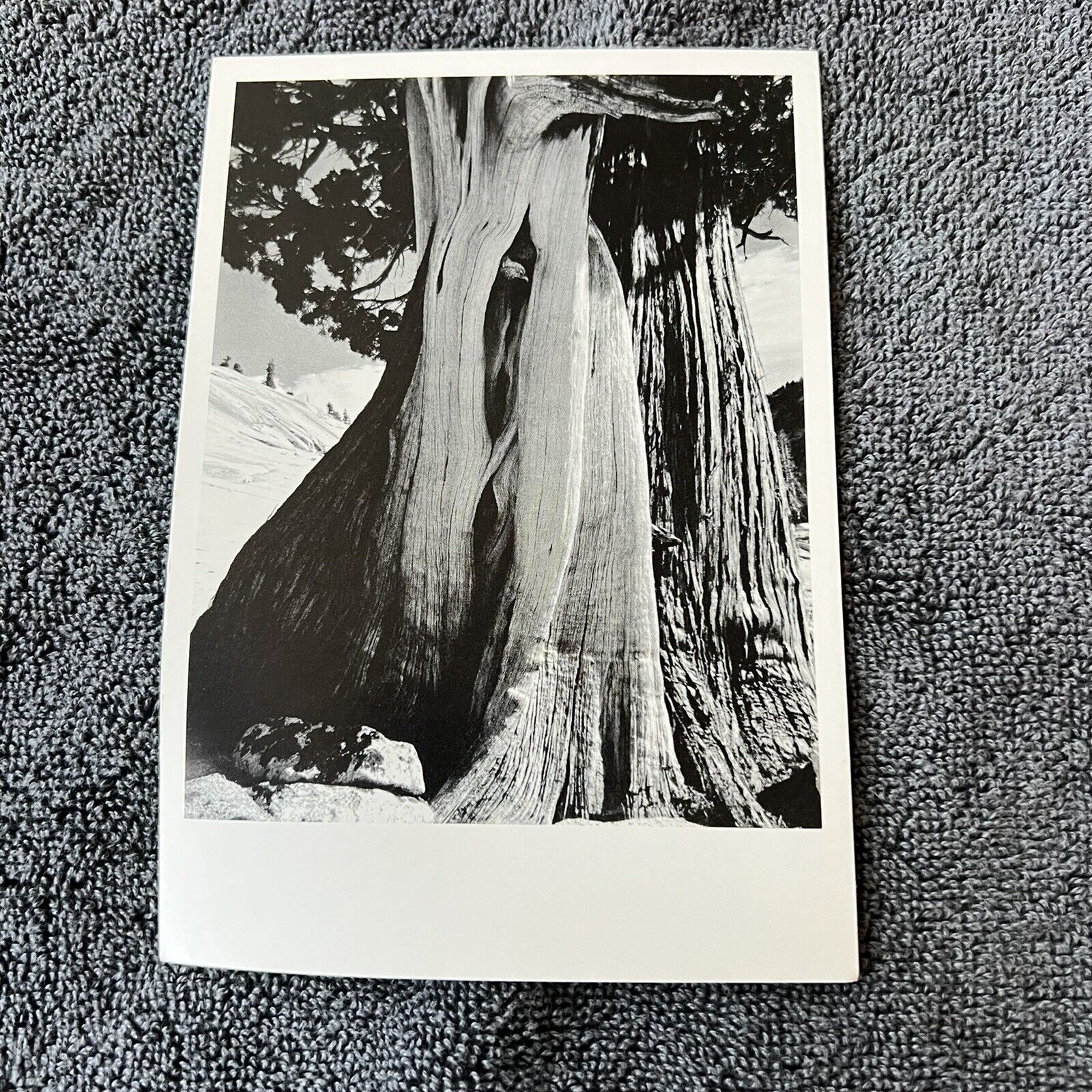 Edward Weston Juniper Lake Tenaya  Postcard Vintage Travel Rare