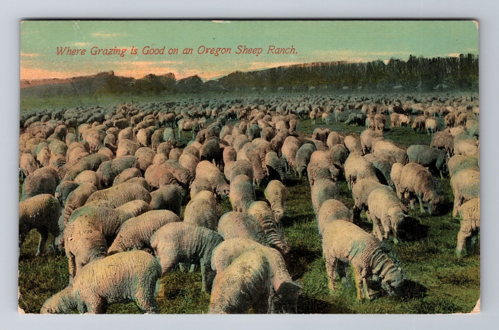 OR-Oregon, Oregon Sheep Ranch, Antique Vintage Souvenir Postcard