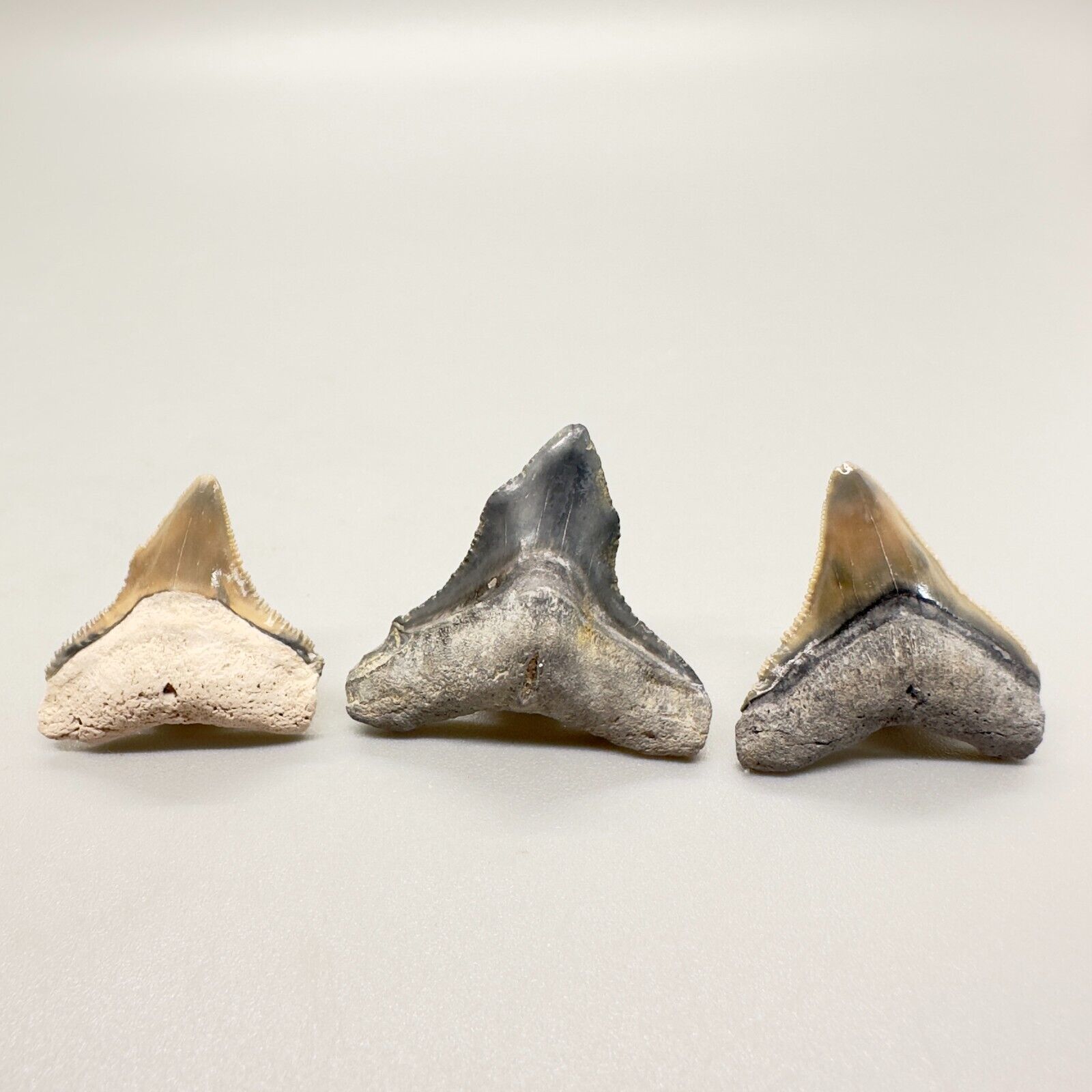 Group of 3  Cool DEFORMED Fossil Bull Shark Teeth - BONE VALLEY, FL