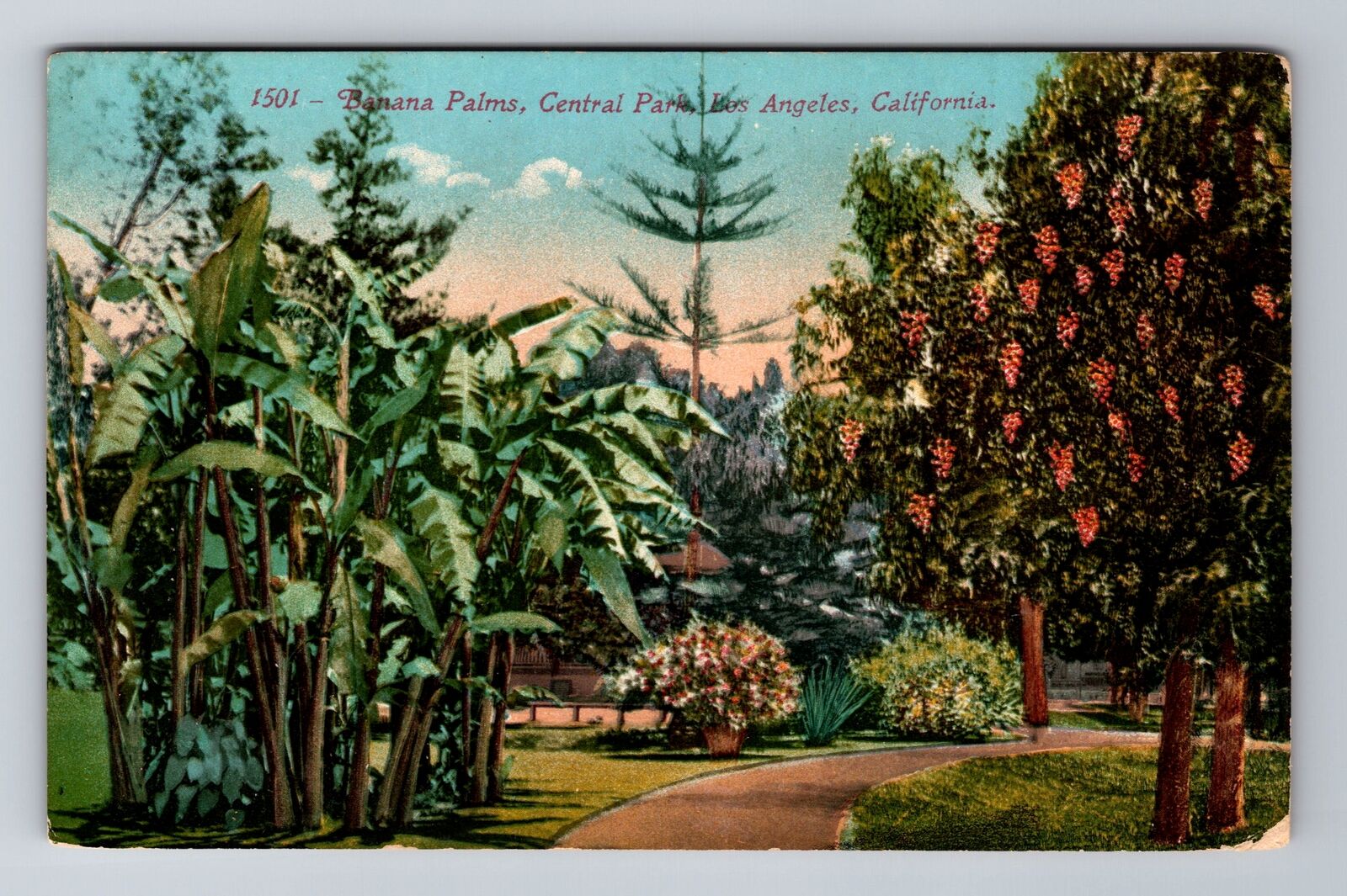 Los Angeles CA-California, Banana Palms, Central Park, Antique Vintage Postcard