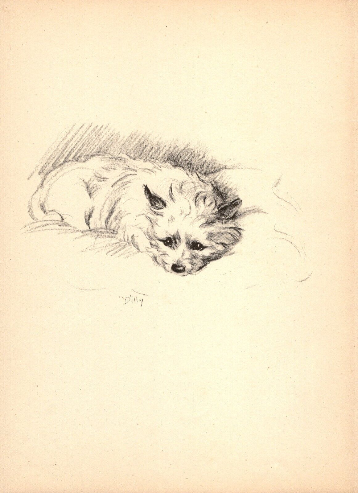 1940s Vintage Cairn Terrier Print Wall Art Decor Lucy Dawson Illustration 5433c