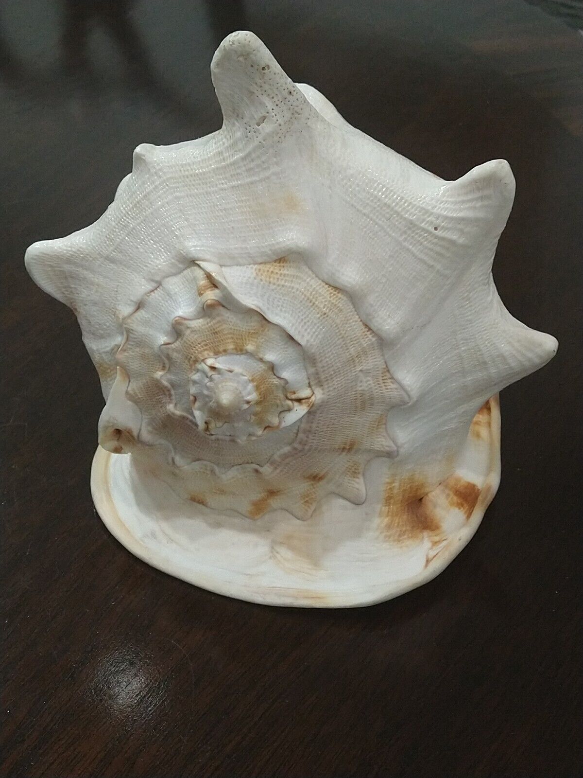 BEAUTIFUL EXTRA LARGE VINTAGE TIGER HELMET CROWN CONCH SHELL 