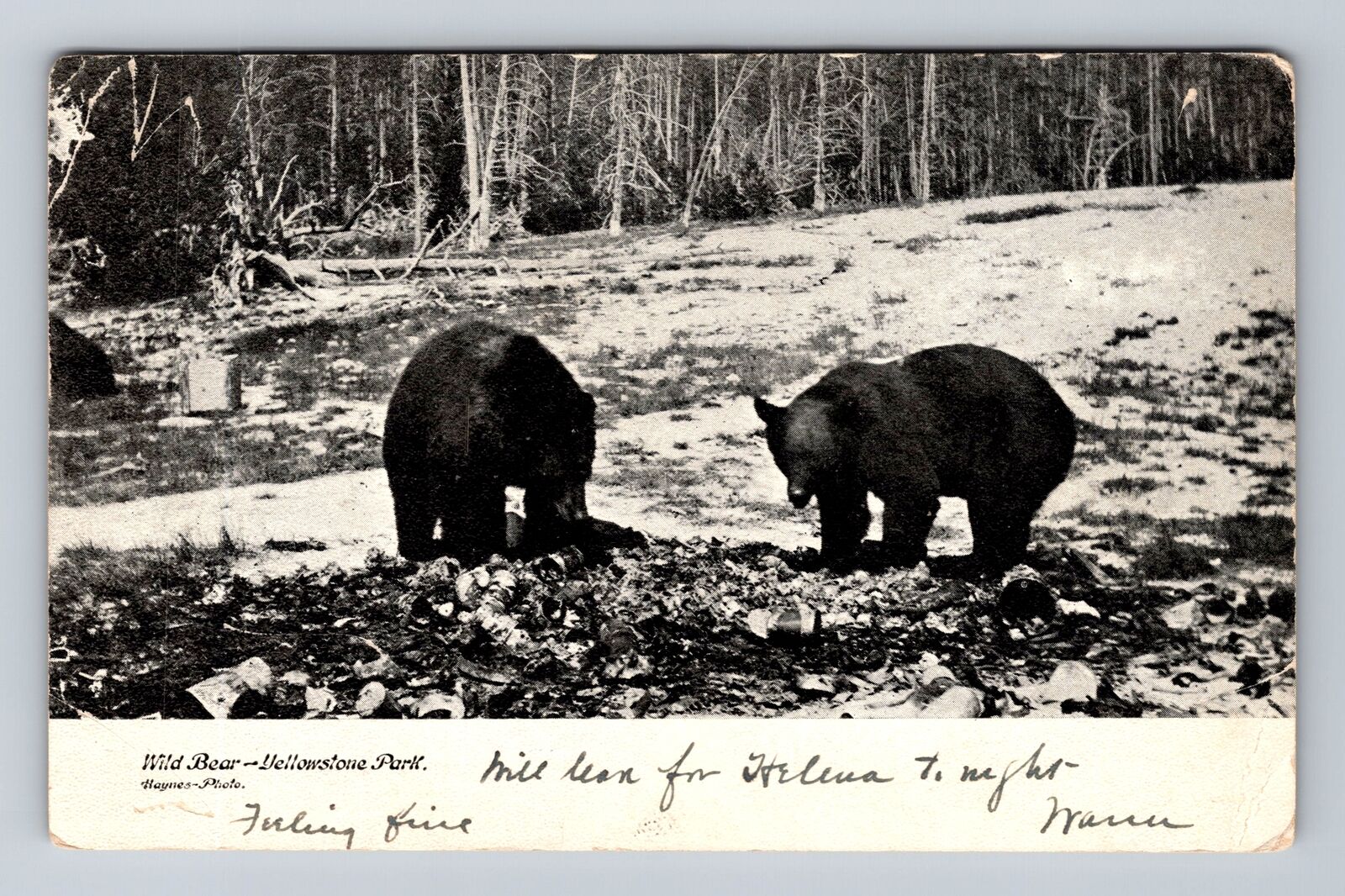 Yellowstone National Park, Wild Bear, Vintage c1908 Postcard