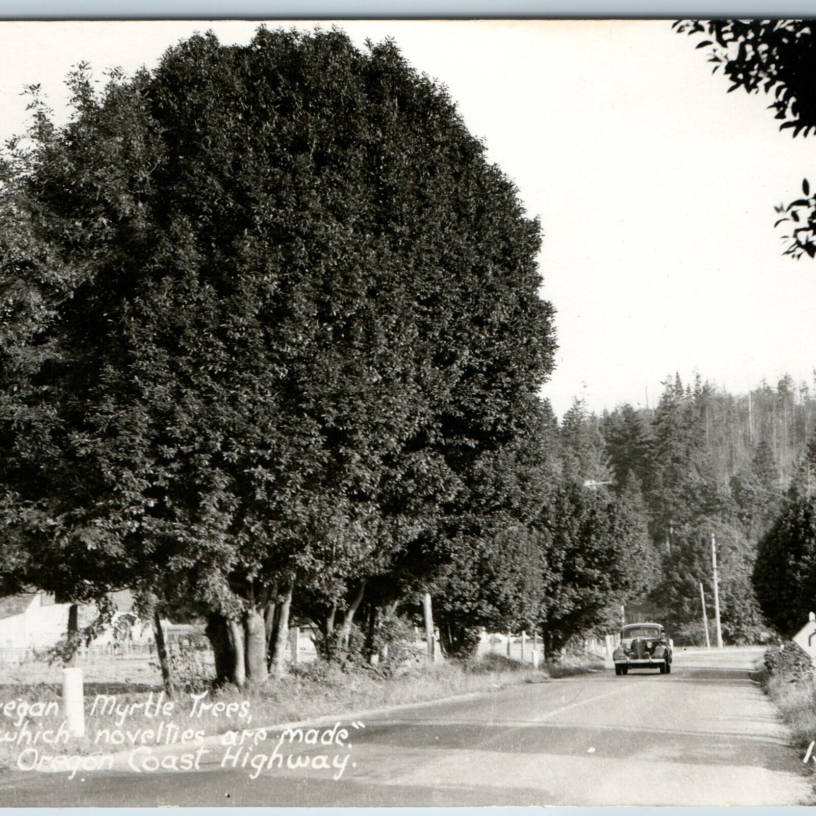 c1940s Oregon Coast Highway OR RPPC Myrtle Tree Art Ray #1358 Real Photo PC A199