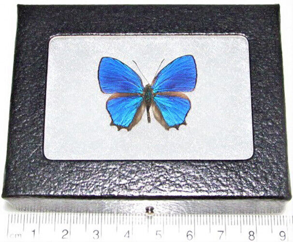 Hypochrysops polycletus blue butterfly Indonesia framed