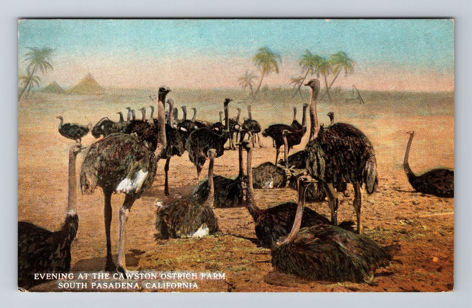 South Pasadena CA-California Evening at Carston Ostrich Farm Vintage Postcard