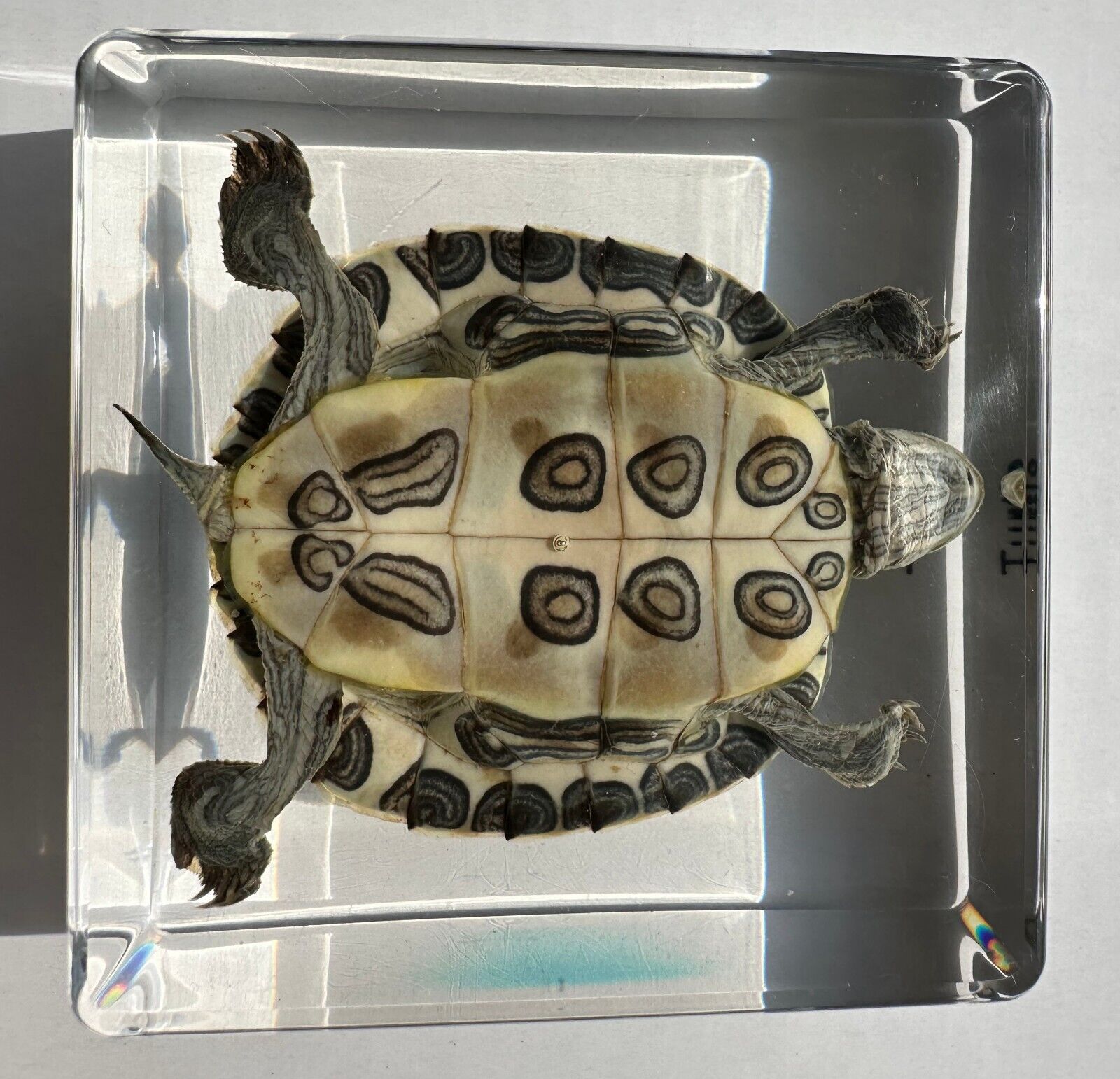 75mm Real Turtle Brazil Tortoise in Square Clear Lucite Resin Science Education