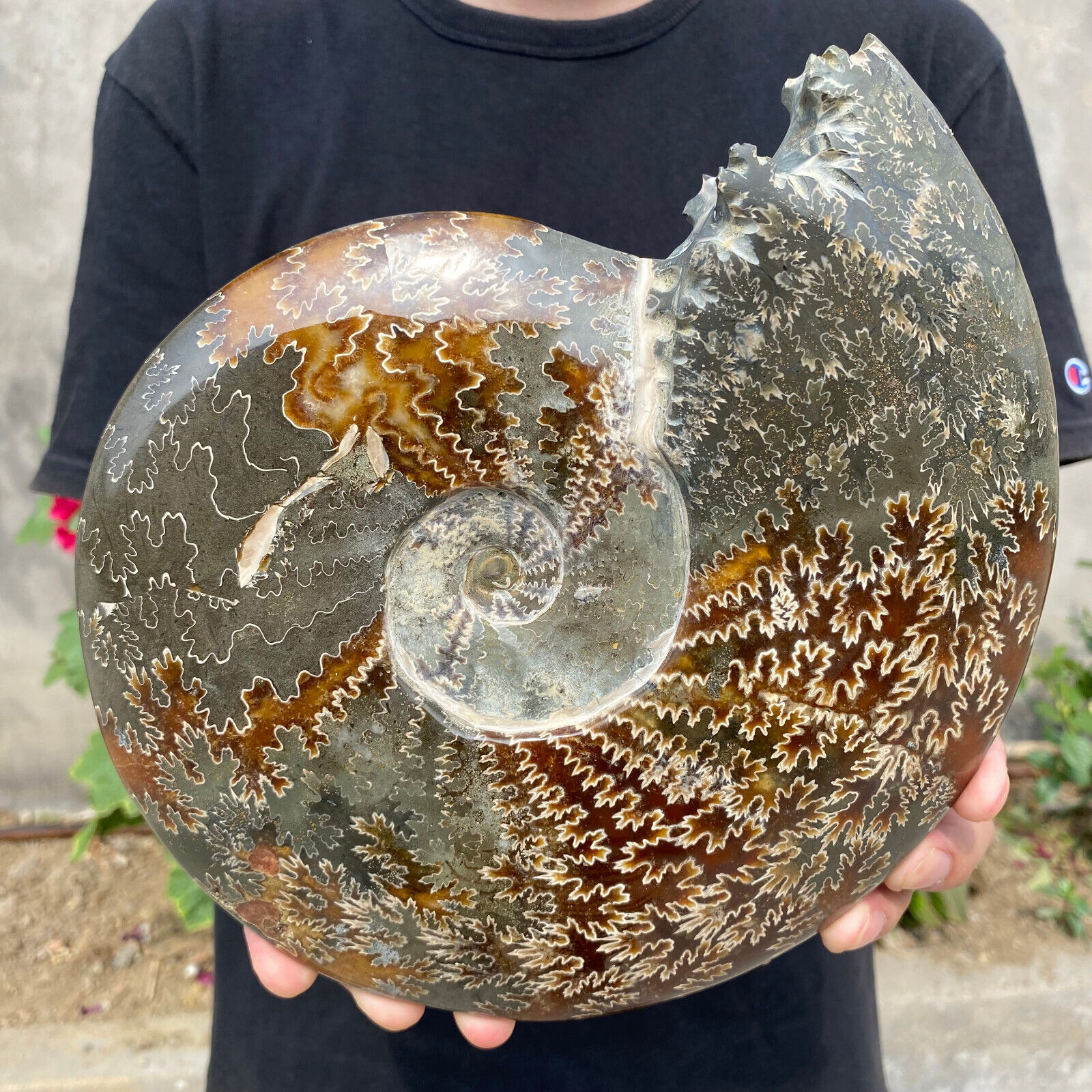 5.7lb Natural Beautiful Ammonite Fossil Conch Crystal Specimen Healing