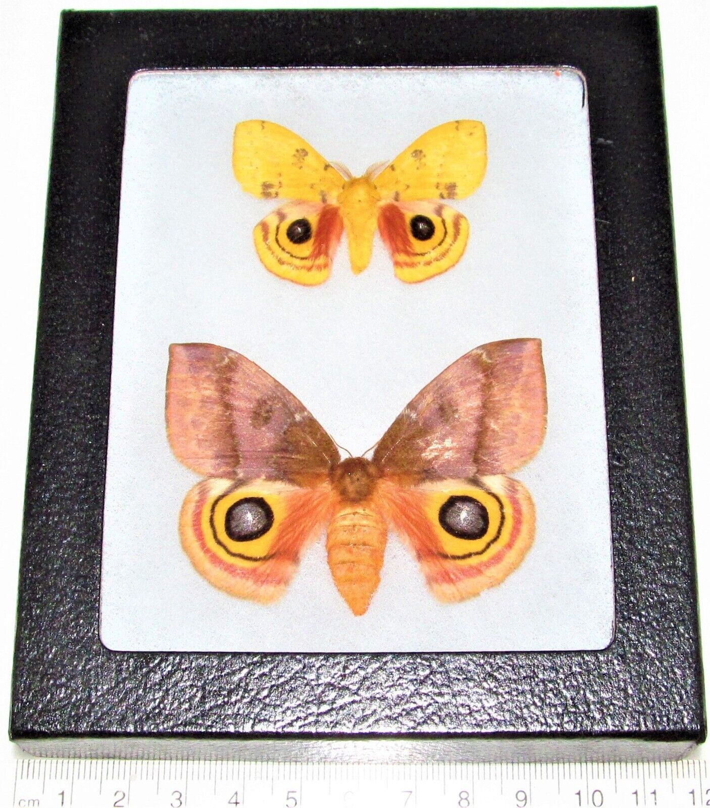 REAL moths pink yellow Automeris io pair male female Indiana FRAMED