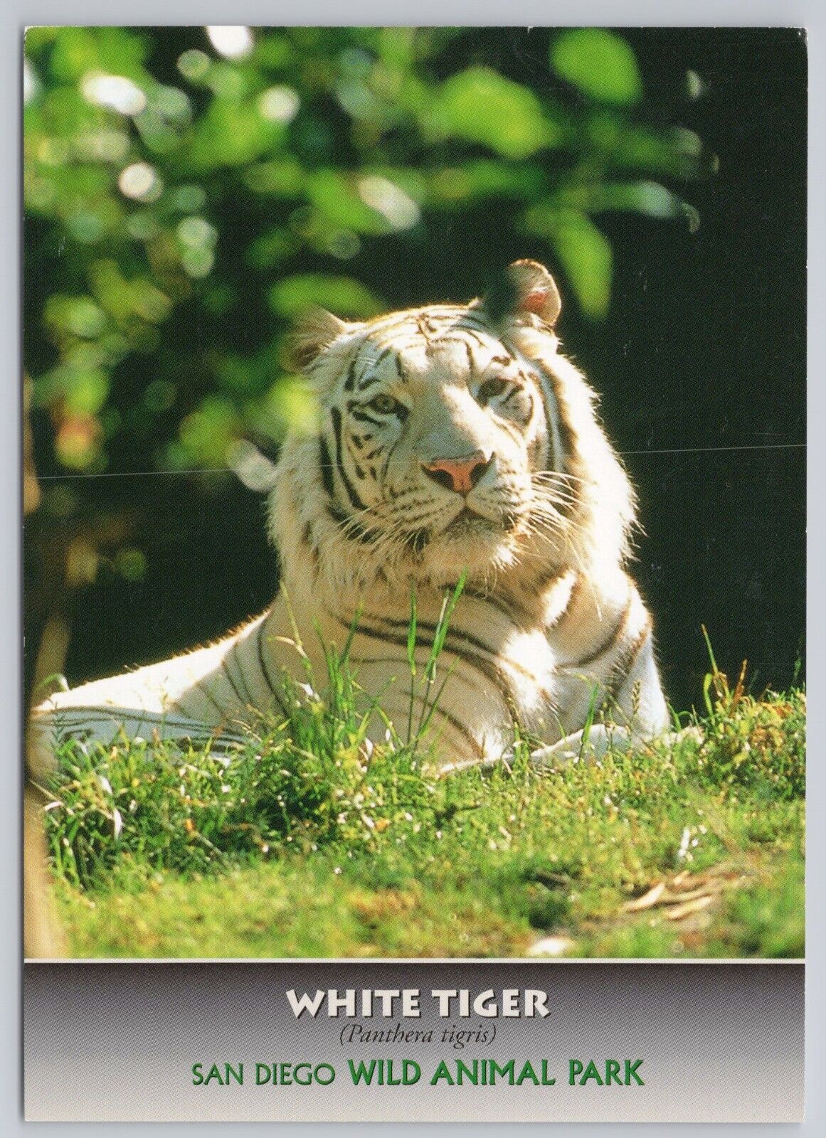 Postcard White Tiger San Diego Wild Animal Park California