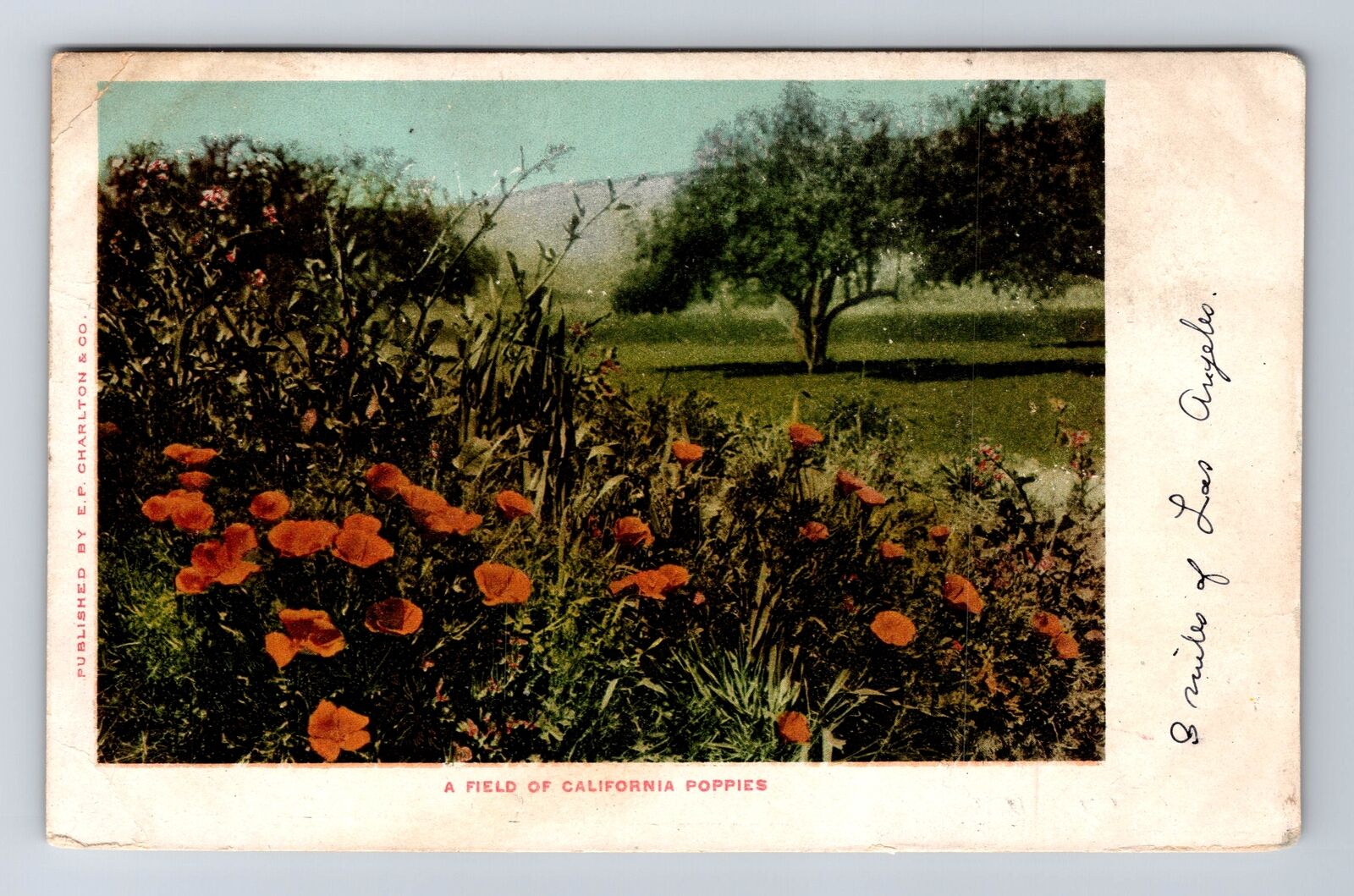 CA-California, California Poppies, Antique, Vintage Postcard