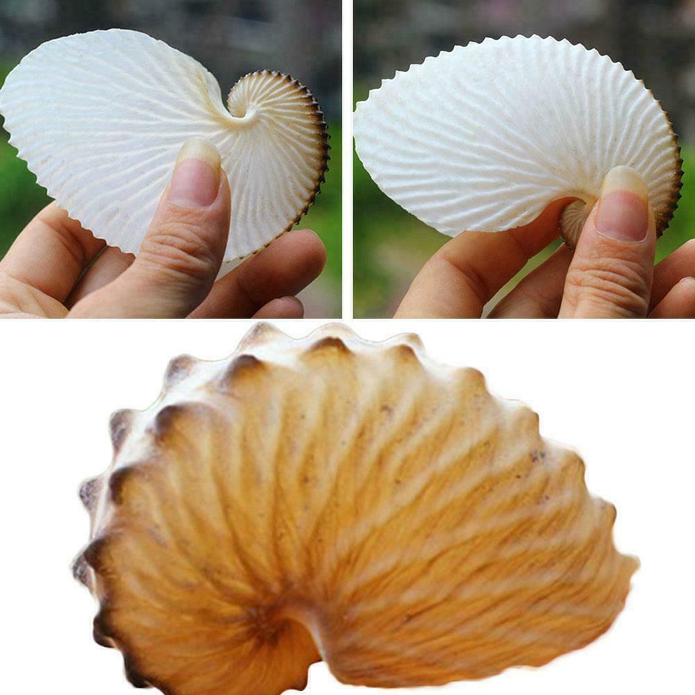 5cm Natural Pink Shell Conch Coral Sea Snail Starfish Hot Fish Decor New A3S6