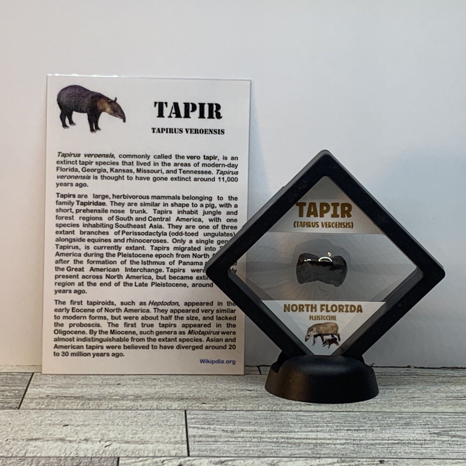 Tapir Extinct Prehistoric Tooth Fossil in Display Case Tapirus Veroensis