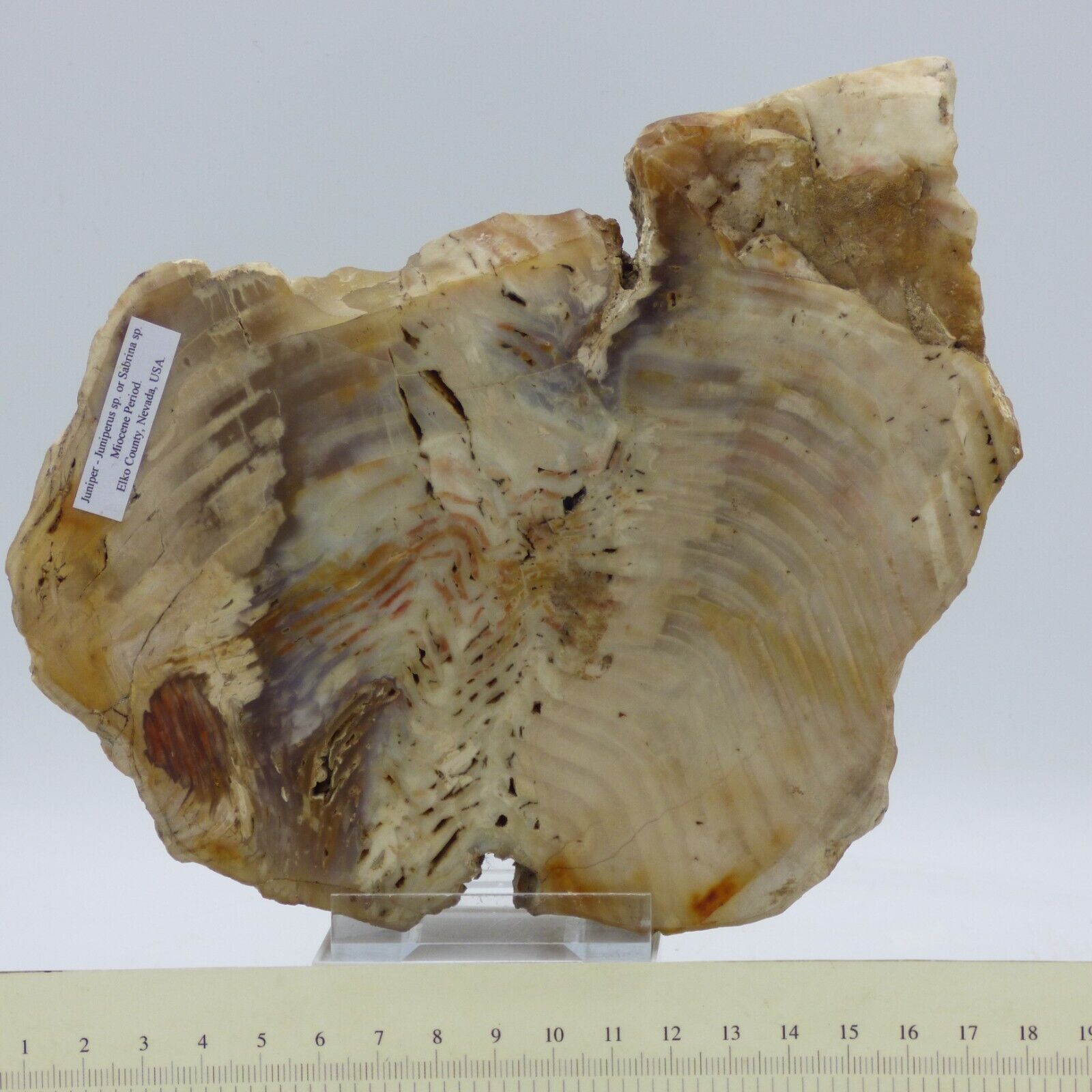 Miocene Petrified Fossil  Juniper or Sabrina Wood Nevada USA 18 cm 1.1 kg+ Stand