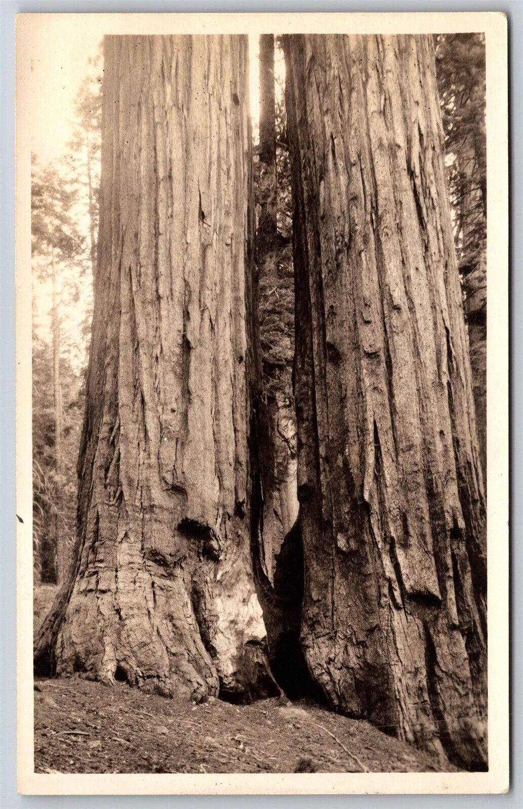 Postcard Large Timber Tree, Redwood National Park? RPPC G74
