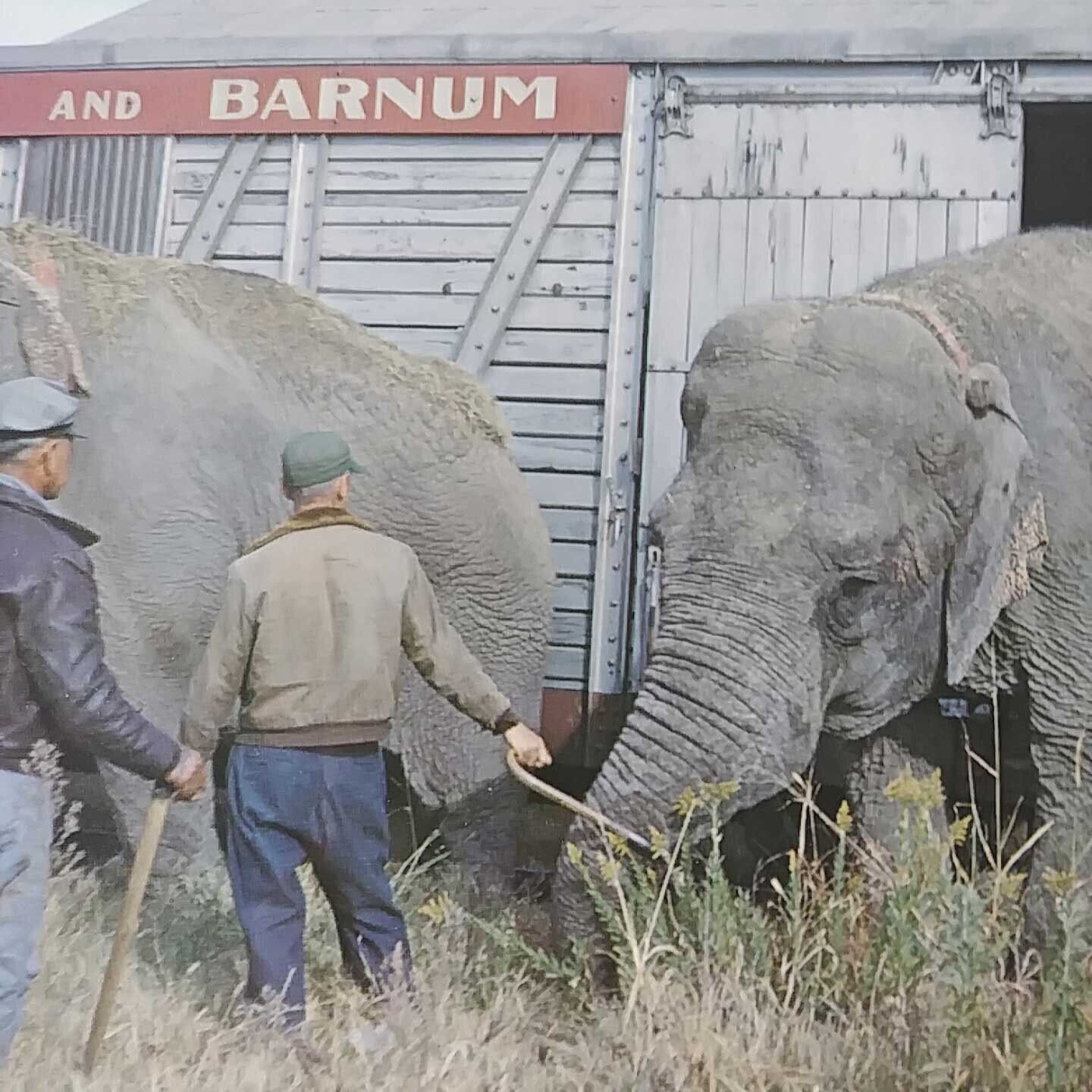 1972 Vanishing Vistas Ringling Bros/Barnum & Bailey Circus Elephant 8.75 x 5.5