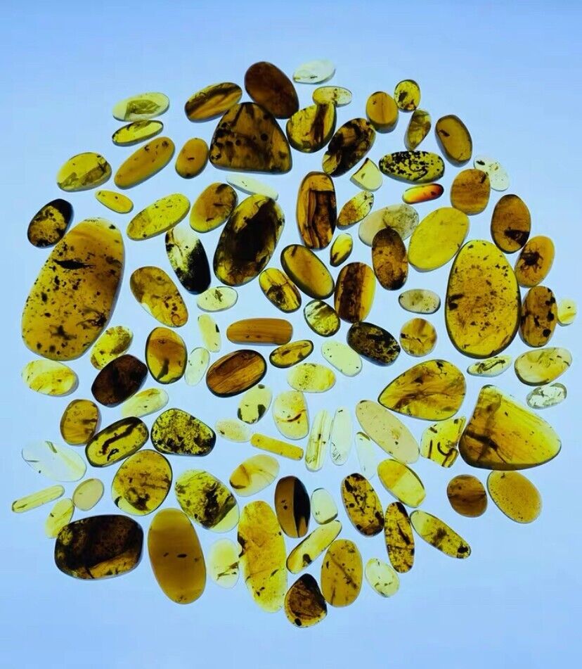 Cretaceous Fossil Burmese amber burmite 100pc insect Fossil amber Myanmar