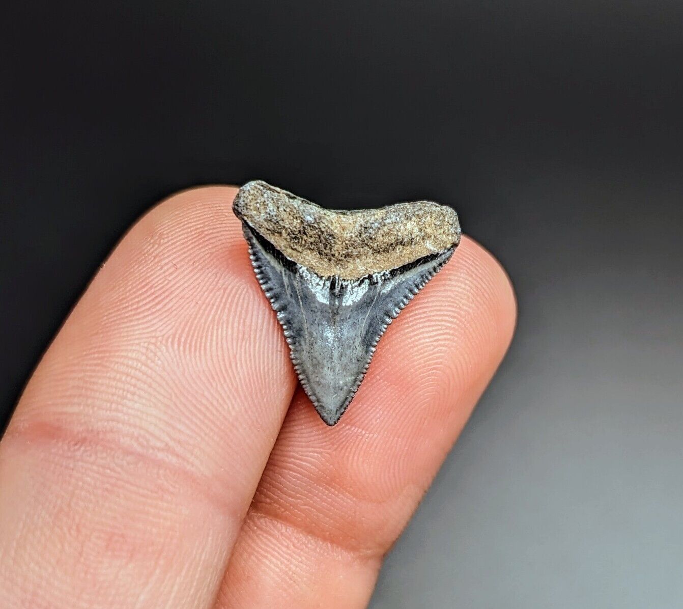 Gorgeous Gem Bull Shark Tooth From Peace River Florida