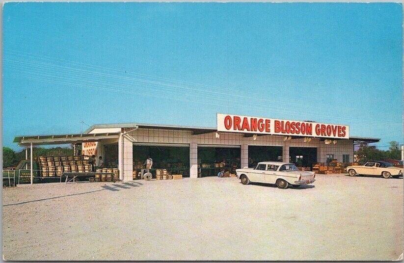 Vintage 1960s CLEARWATER Florida Advertising Postcard ORANGE BLOSSOM GROVES