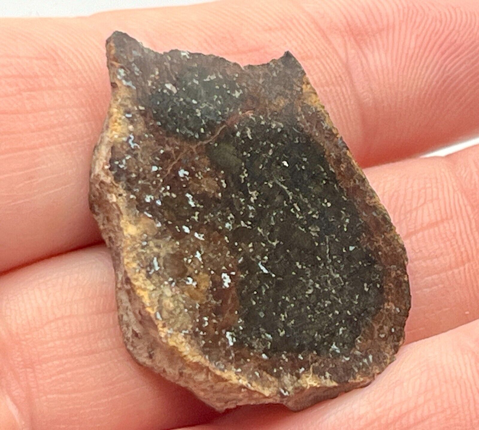 GOLD BASIN 9.743g Polished Meteorite End Cut, L4 Chondrite, IMCA Sellers