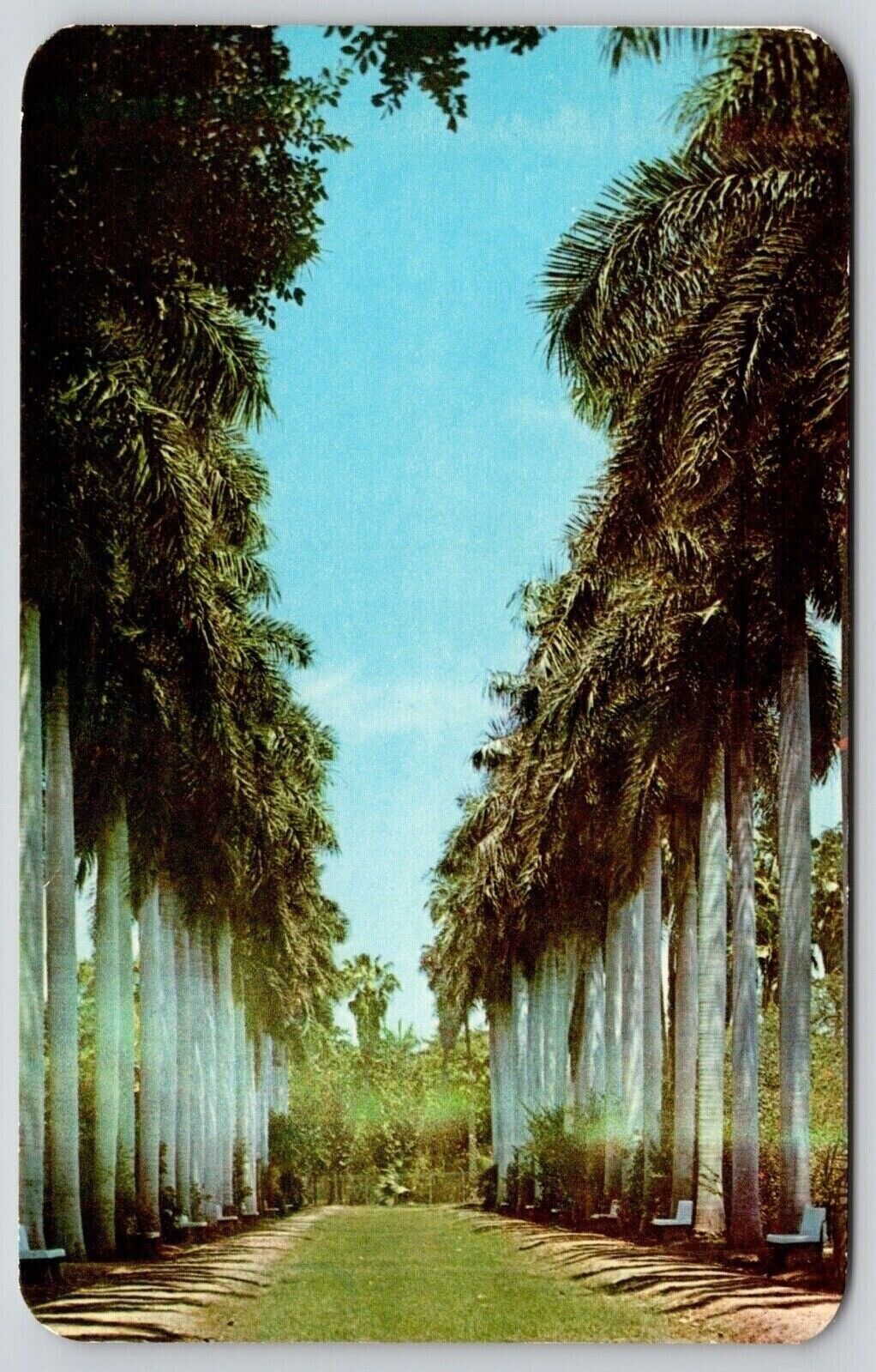 Palm Tree Sinaloa Park Los Mochis Sin Mexico Postcard UNP Unused VTG Vintage