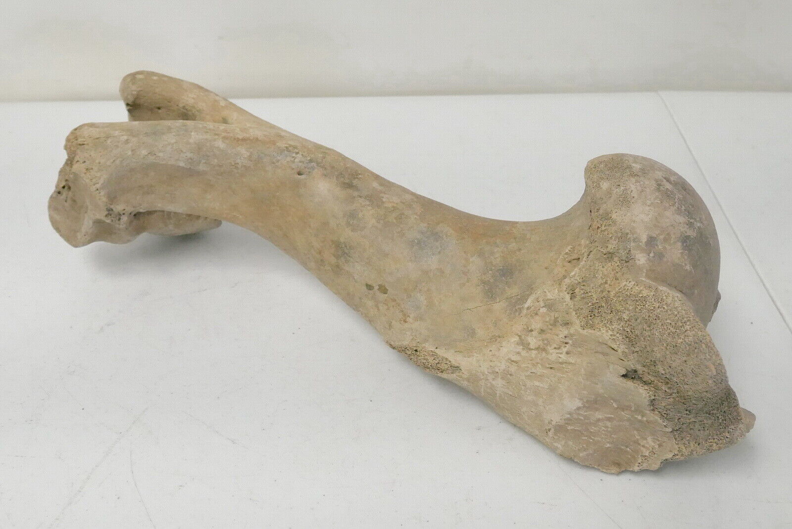 Extinct Prehistoric Pleistocene Cave Bear Ursus Spelaeus Femur Leg Bone Fossil