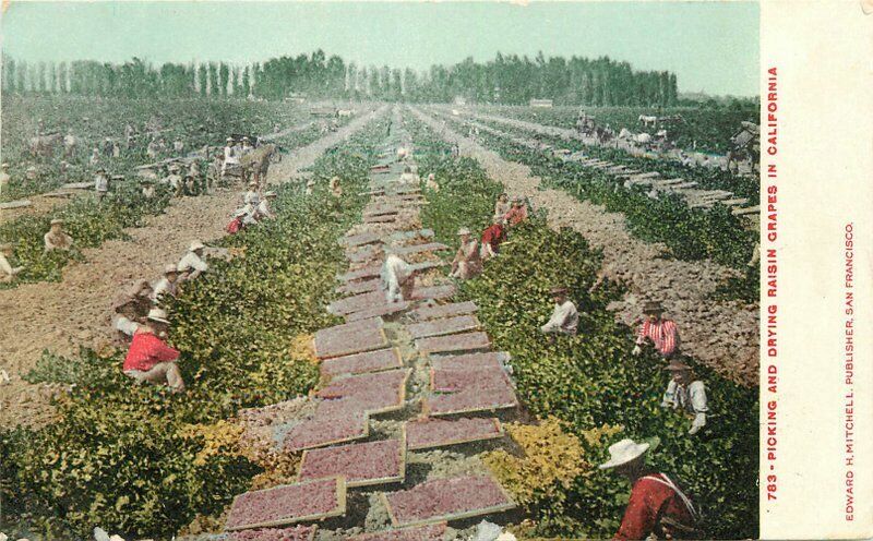 C-1905 Farm Agriculture Picking Drying Raisin Grapes Mitchell Postcard 11328