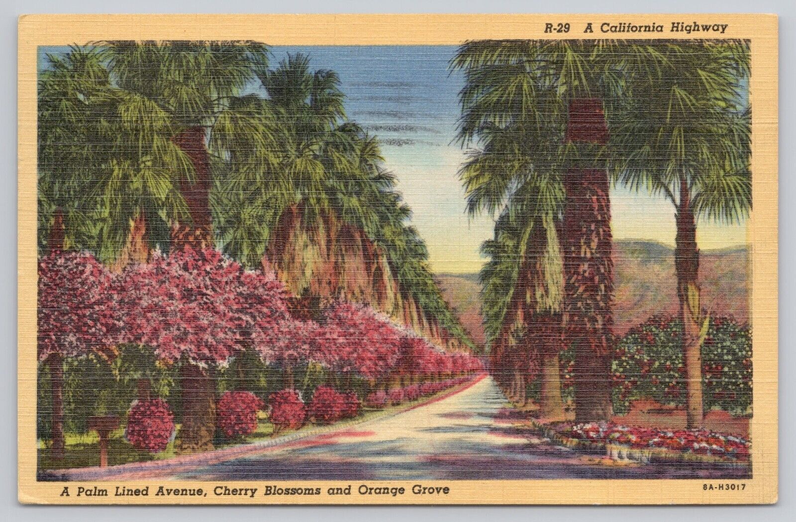 Whittier California, Palm Lined Avenue Cherry Blossoms Orange Grove VTG Postcard