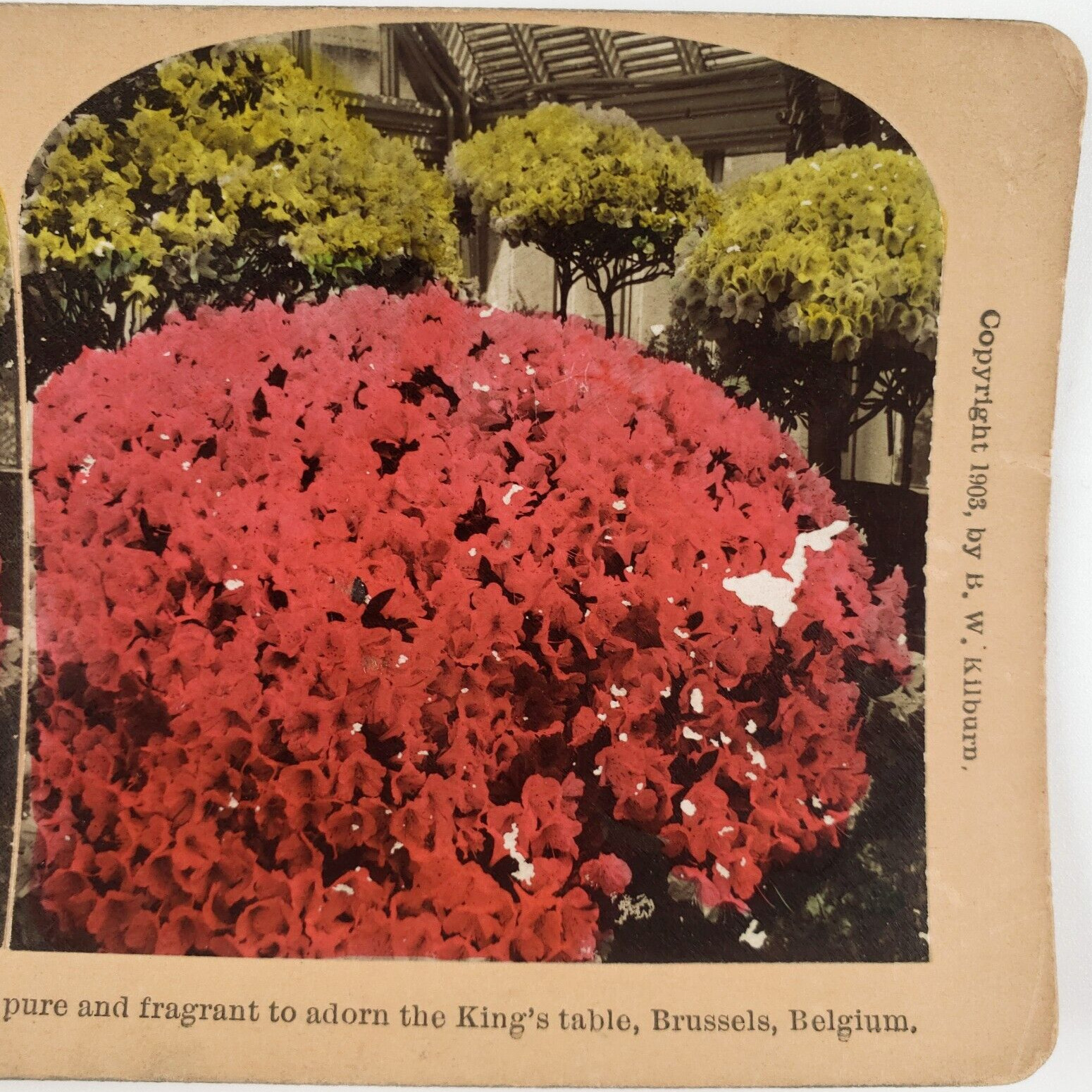 Red Azalea Floral Garden Stereoview c1903 Tinted Brussels Belgium Flowers E958