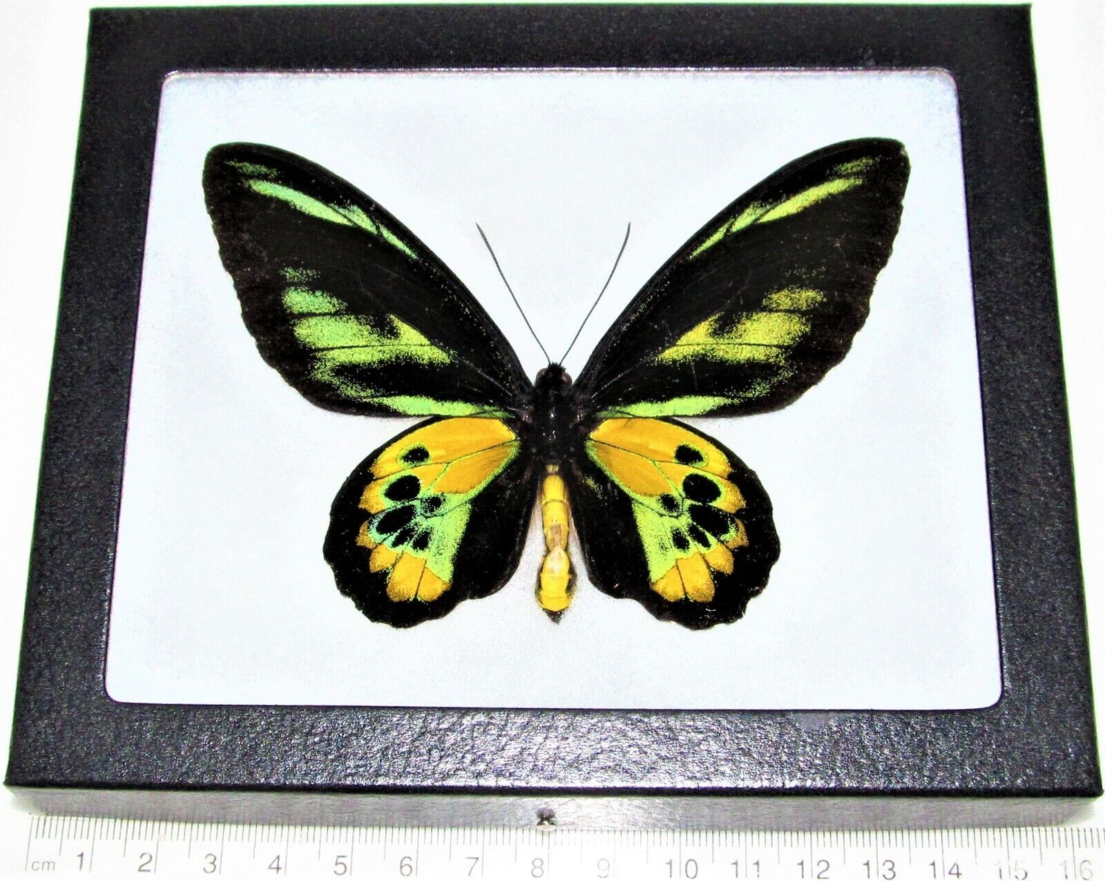 Ornithoptera rothschildi male REAL FRAMED BUTTERFLY GREEN GOLD BIRDWING PNG