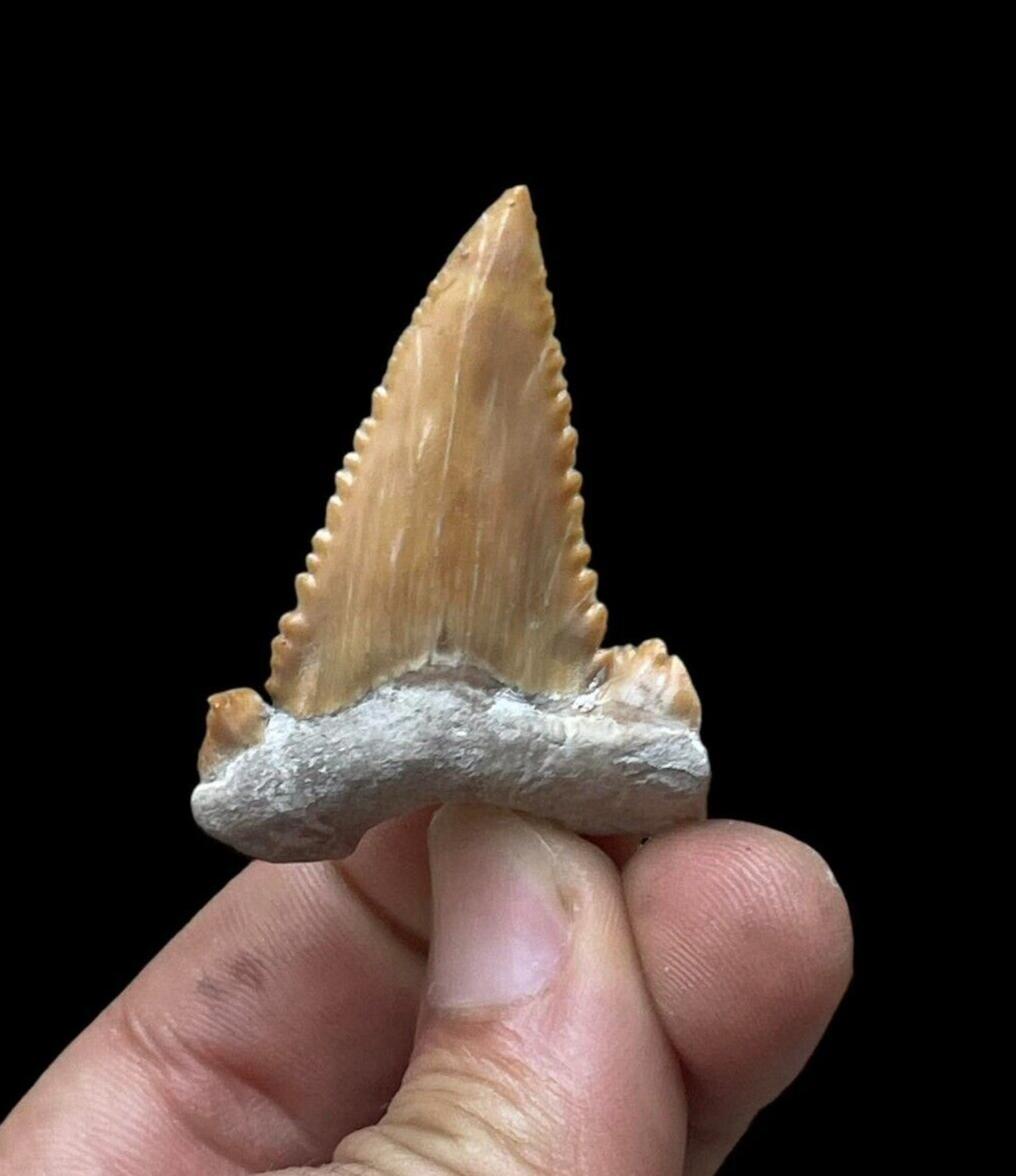 Awesome Apex Predator: Genuine Paleocarcharodon Fossil Tooth from Morocco