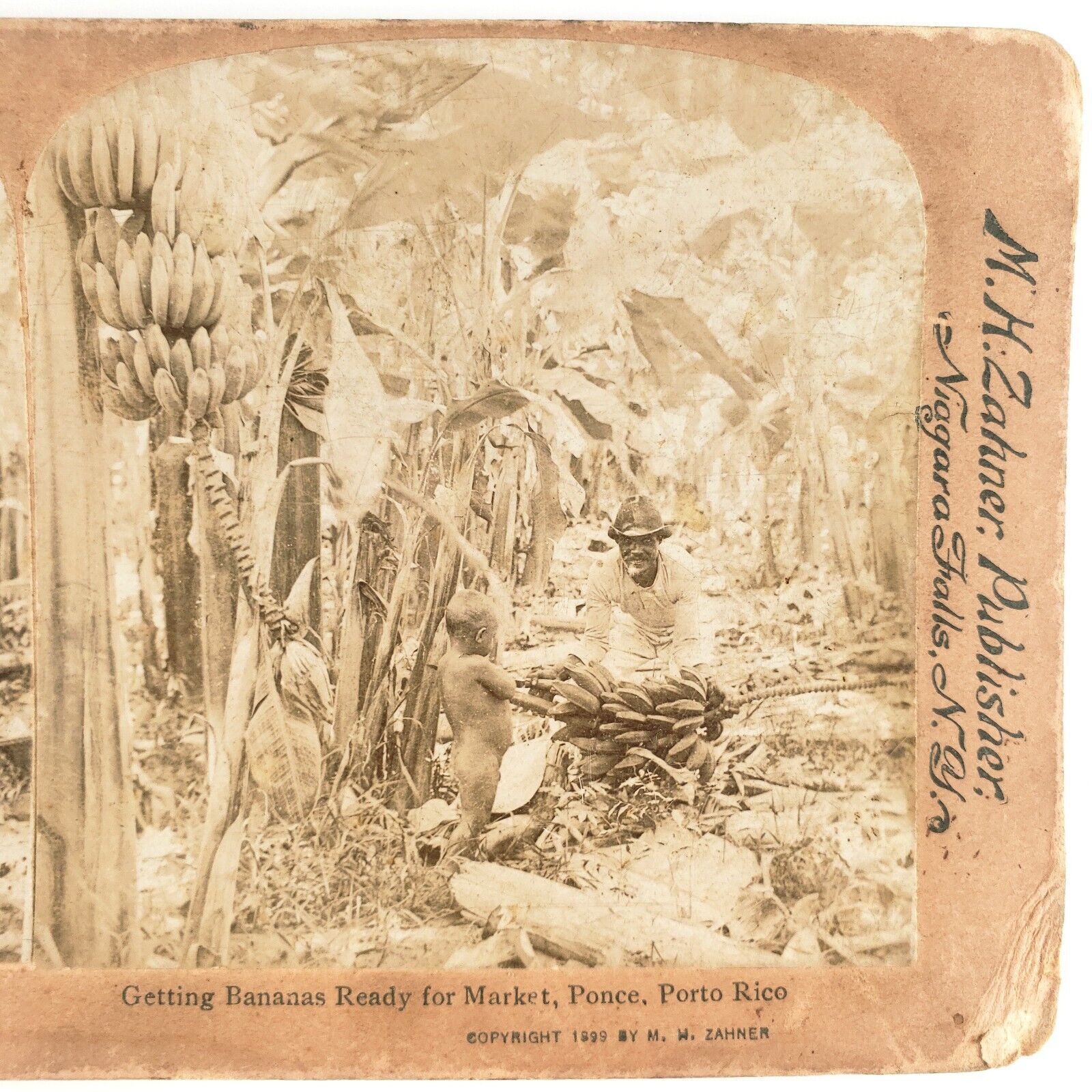 Ponce Puerto Rico Bananas Stereoview c1899 Zahner Farm Harvest Tree Farmer G1034