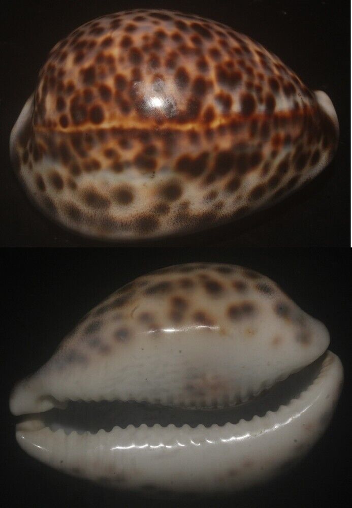 Tonyshells Seashells Cypraea tigris SUPERB TIGER COWRIE 84mm F+++/gem, superb pa