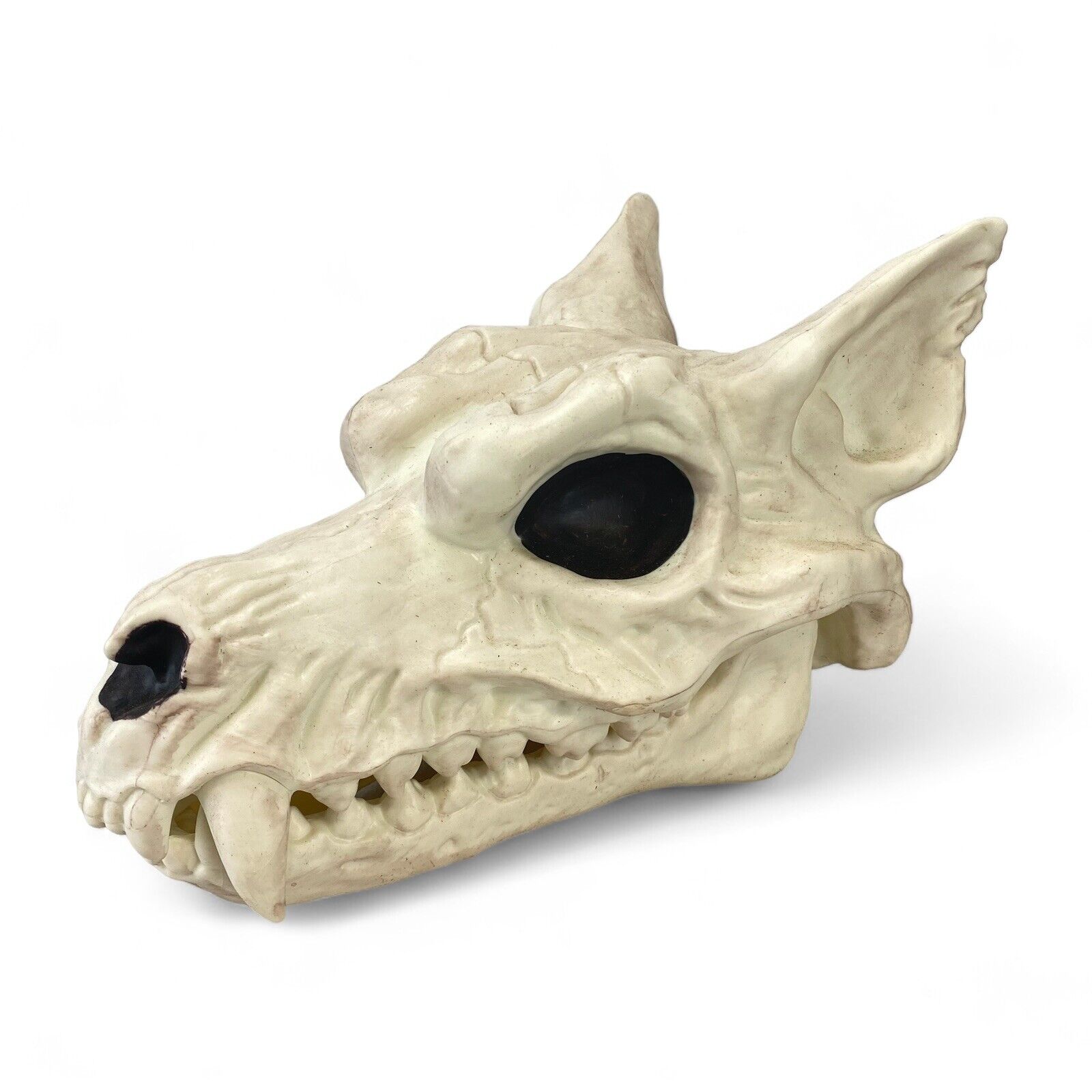 Realistic Werewolf Skull Halloween Decoration Prop ~ White Aged Look