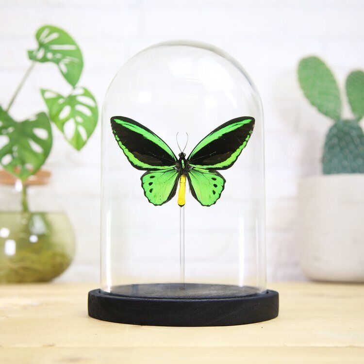 Cape York Birdwing Butterfly -  Handcrafted Glass Bell Jar Entomology Taxidermy